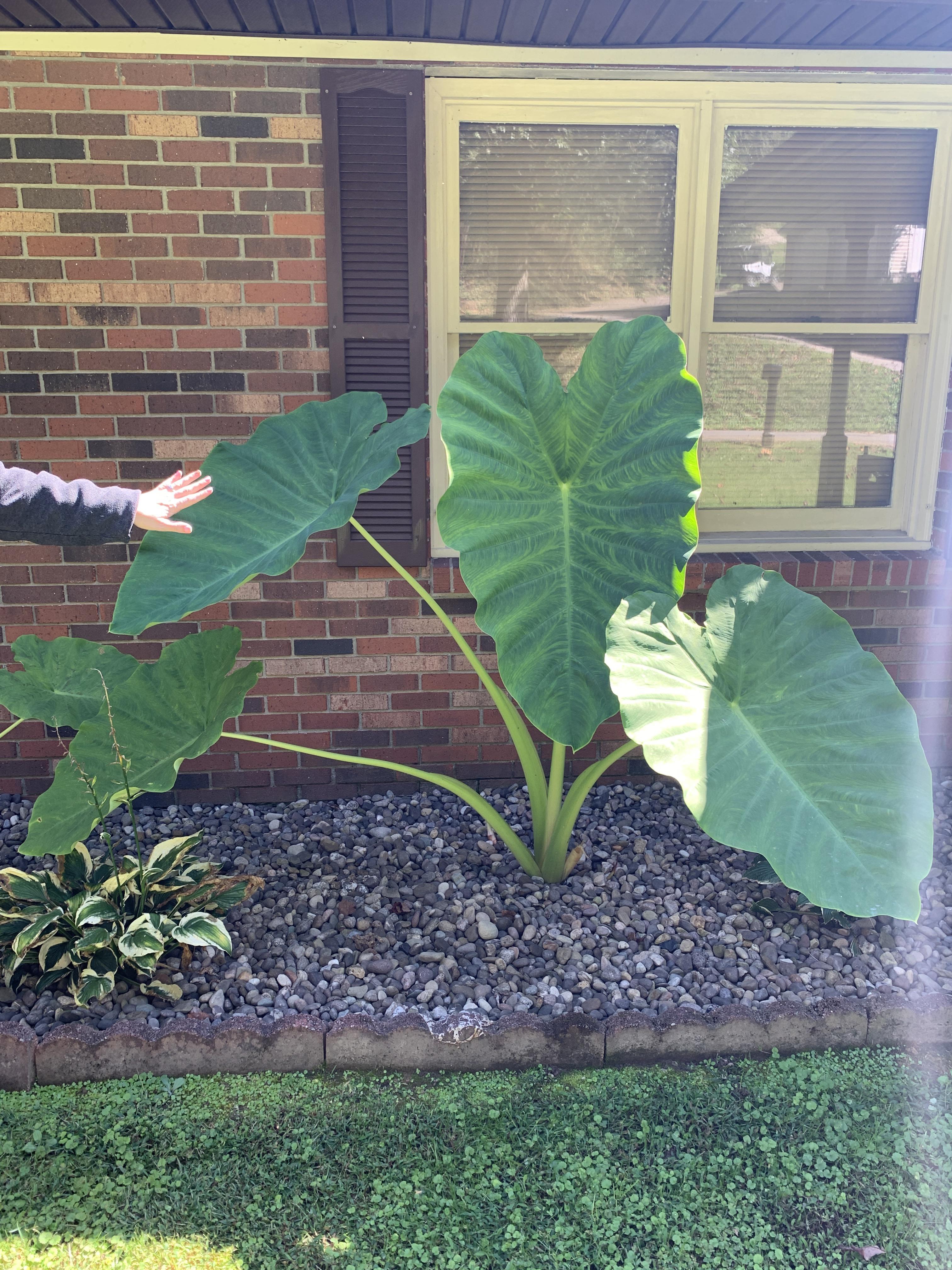 my mom’s elephant ears — just planted this spring r/gardening
