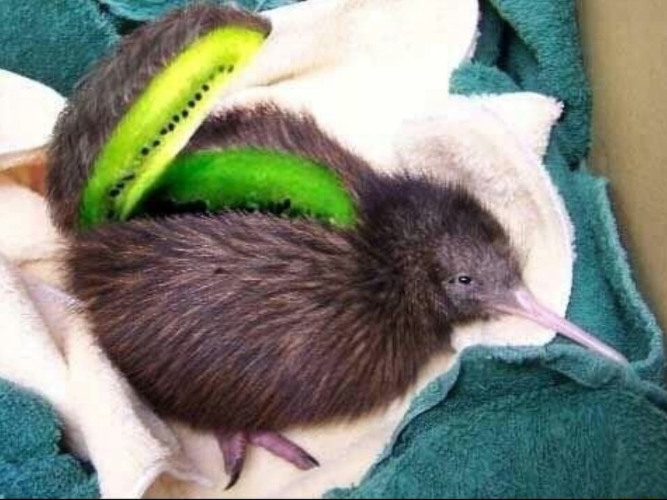 Kiwi Bird r/Punny