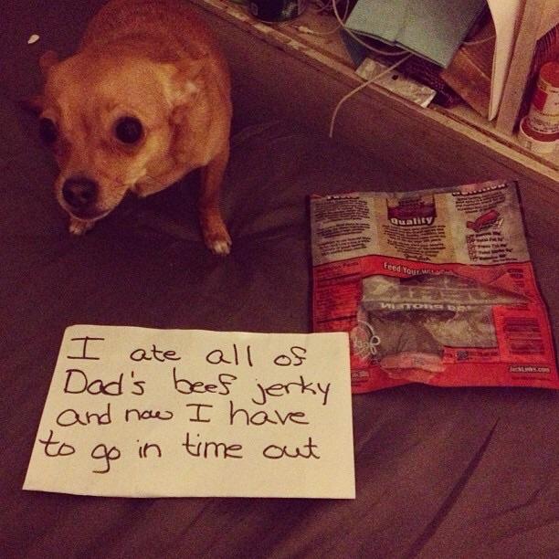 This is a somewhat old, but still hilarious, picture of my dog being a