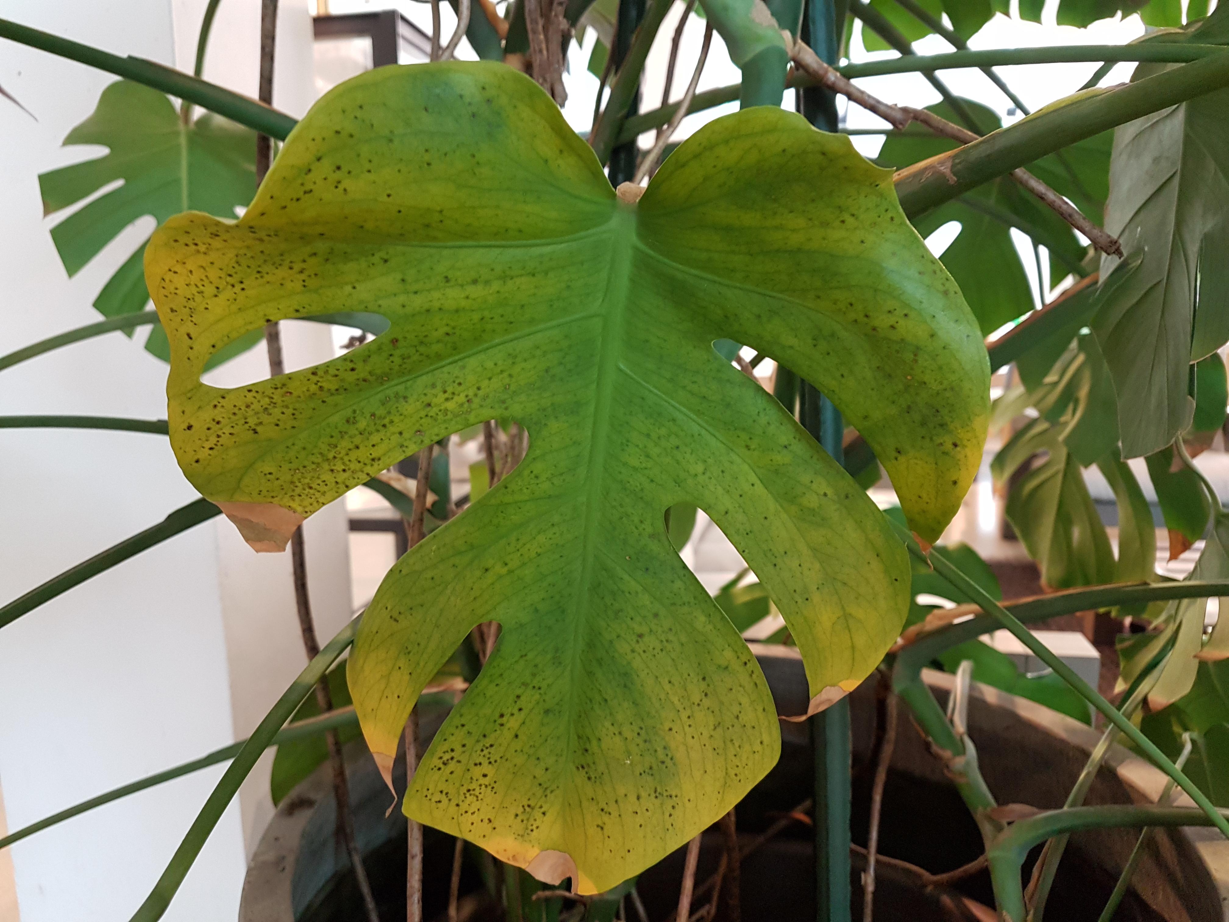Monstera plant with yellowing and black spots om leaf plantclinic