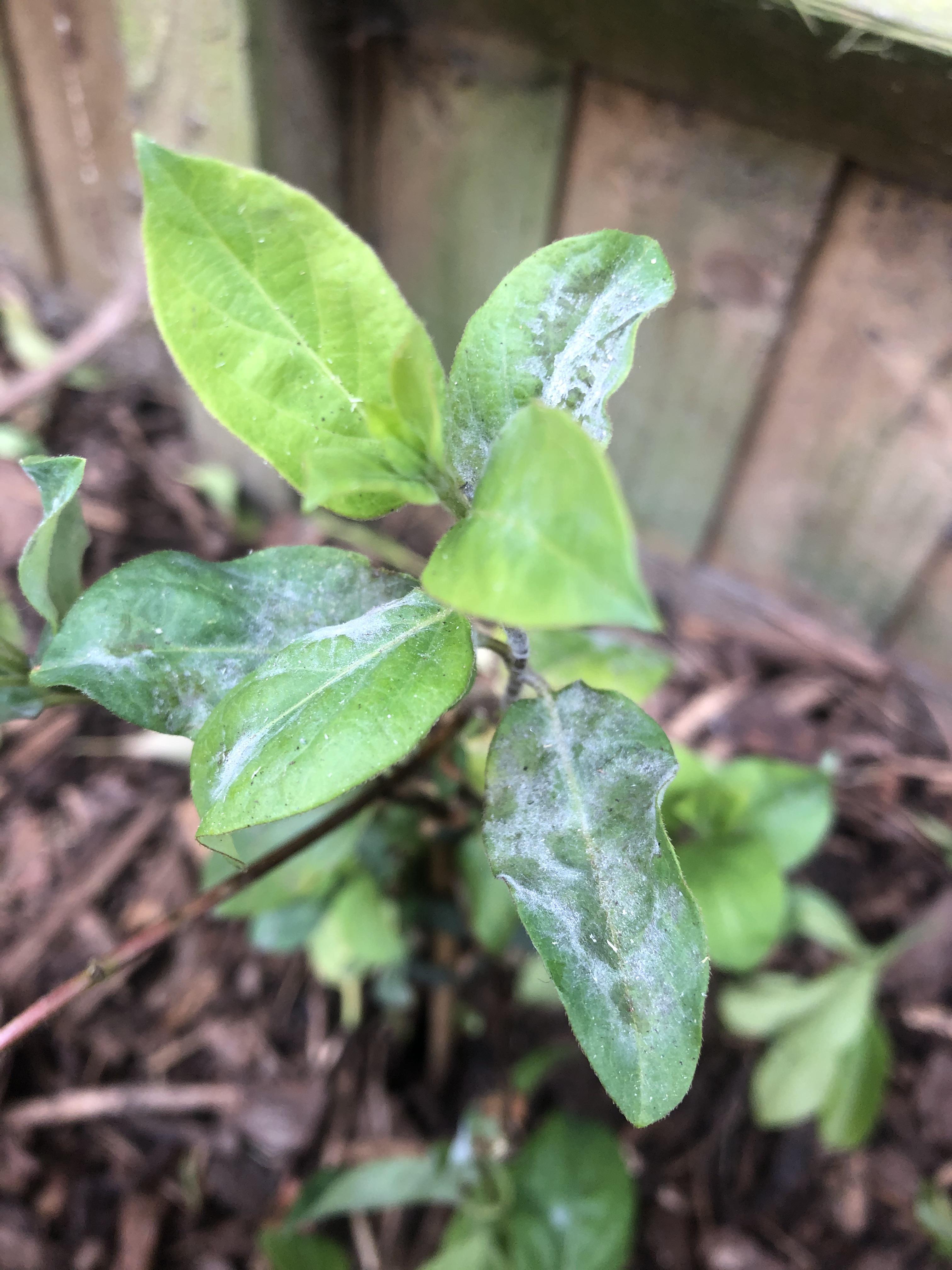 What’s up with my newly planted honeysuckle Powdery mildew? Disease