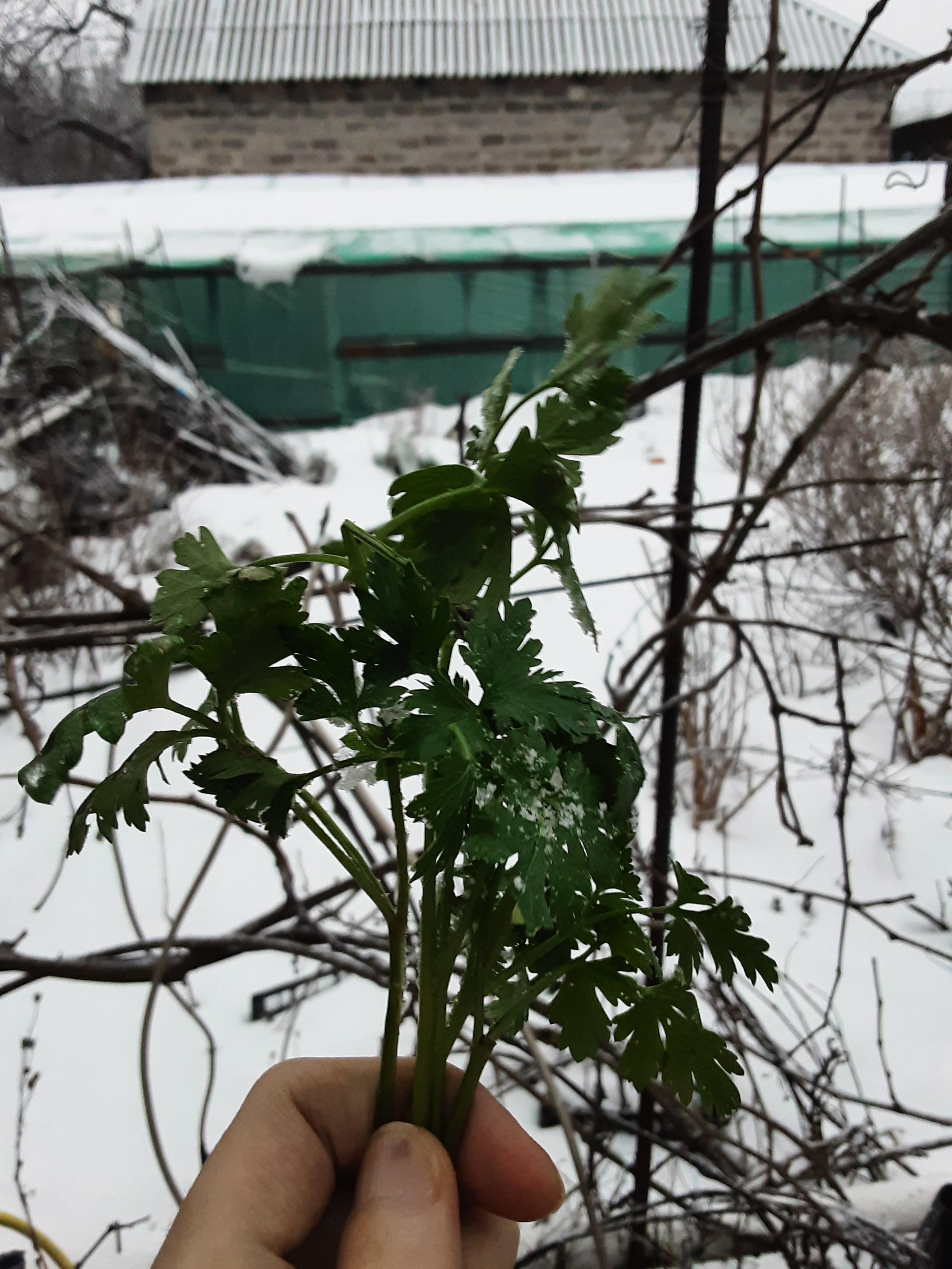 Greenhouse without heating. But even now you can find fresh herbs in it