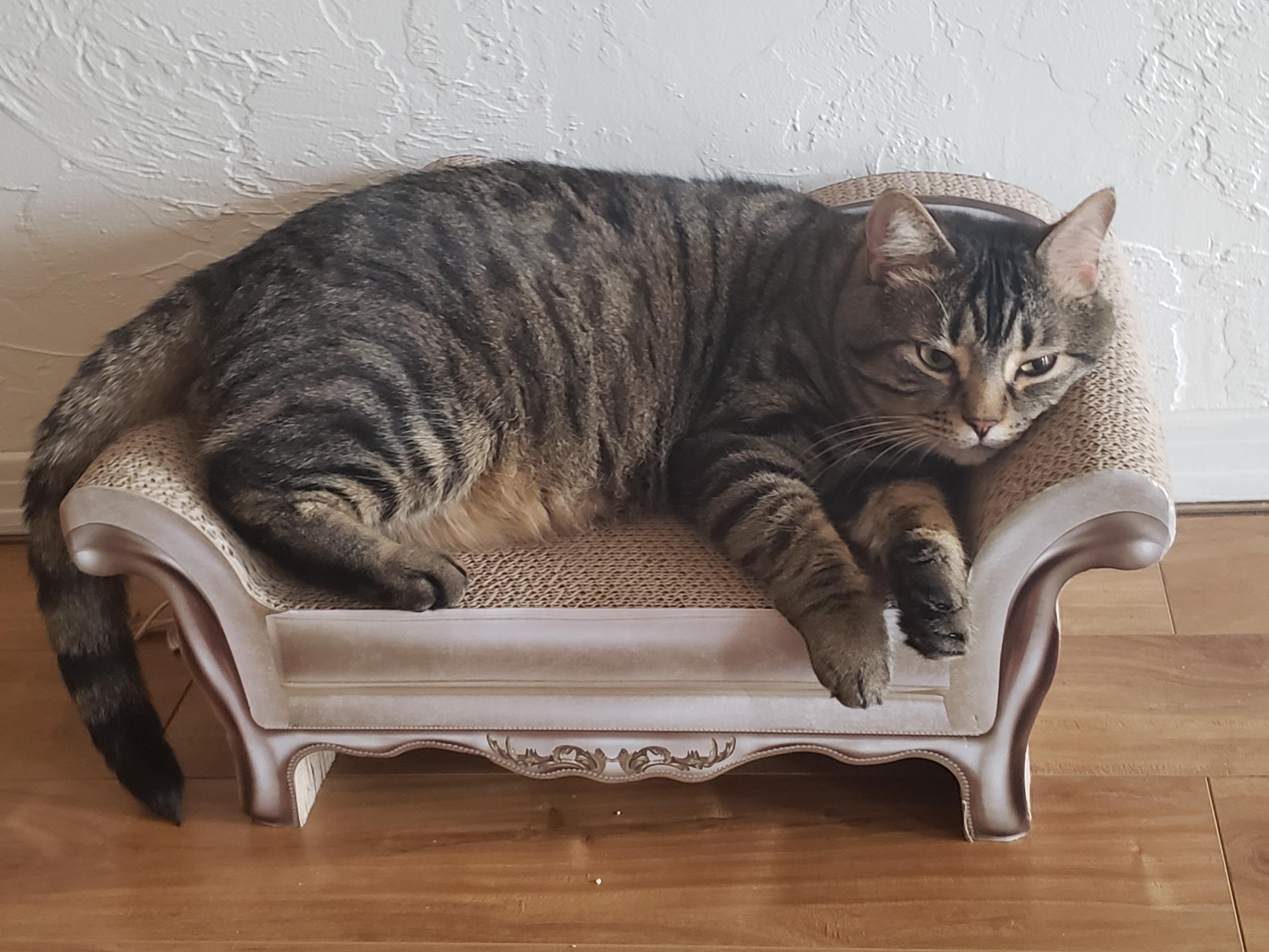 My spoiled cat has a couch before I do. r/aww