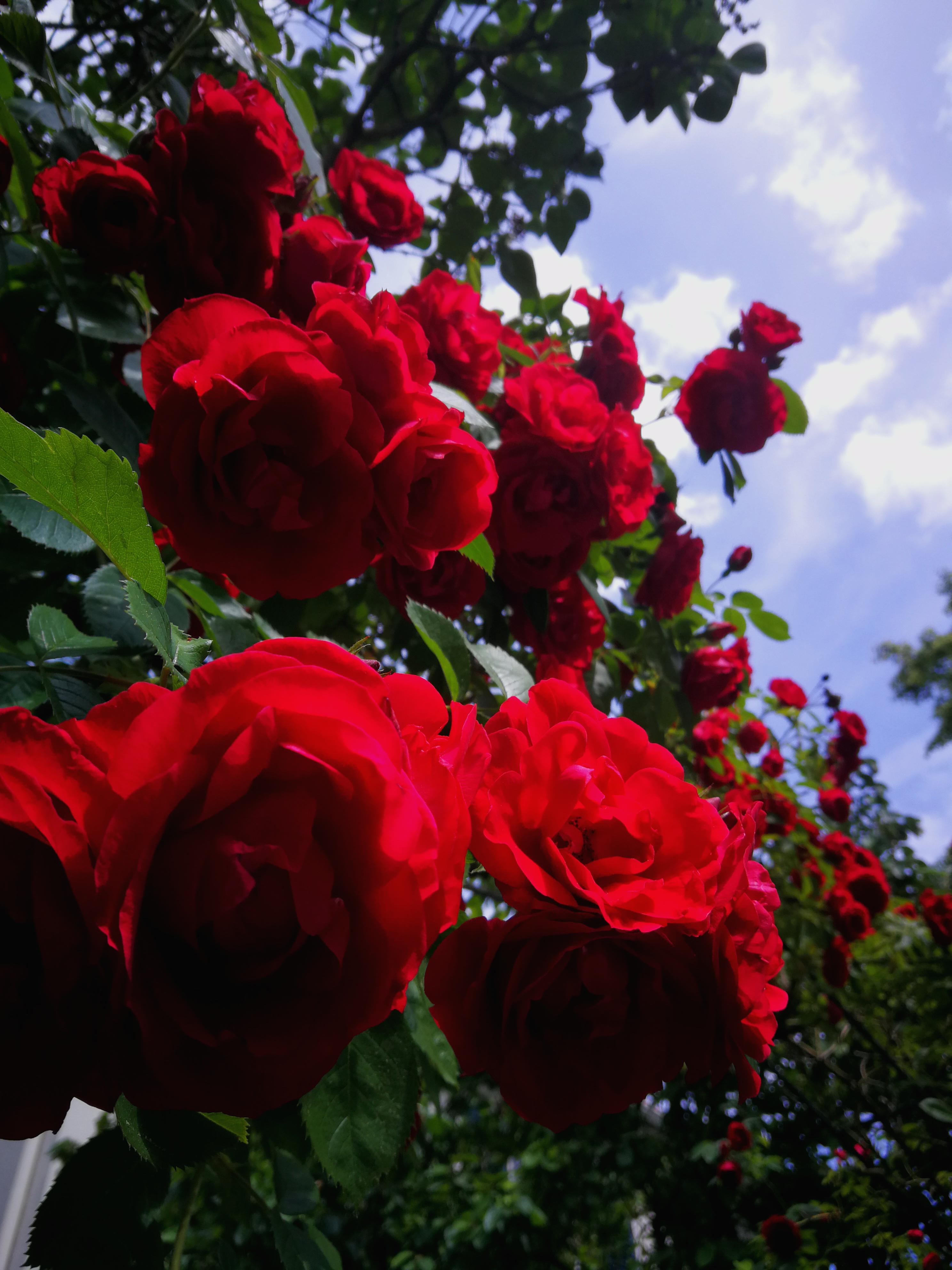 Roses at a sunny day in Freiburg (Germany) r/flowers