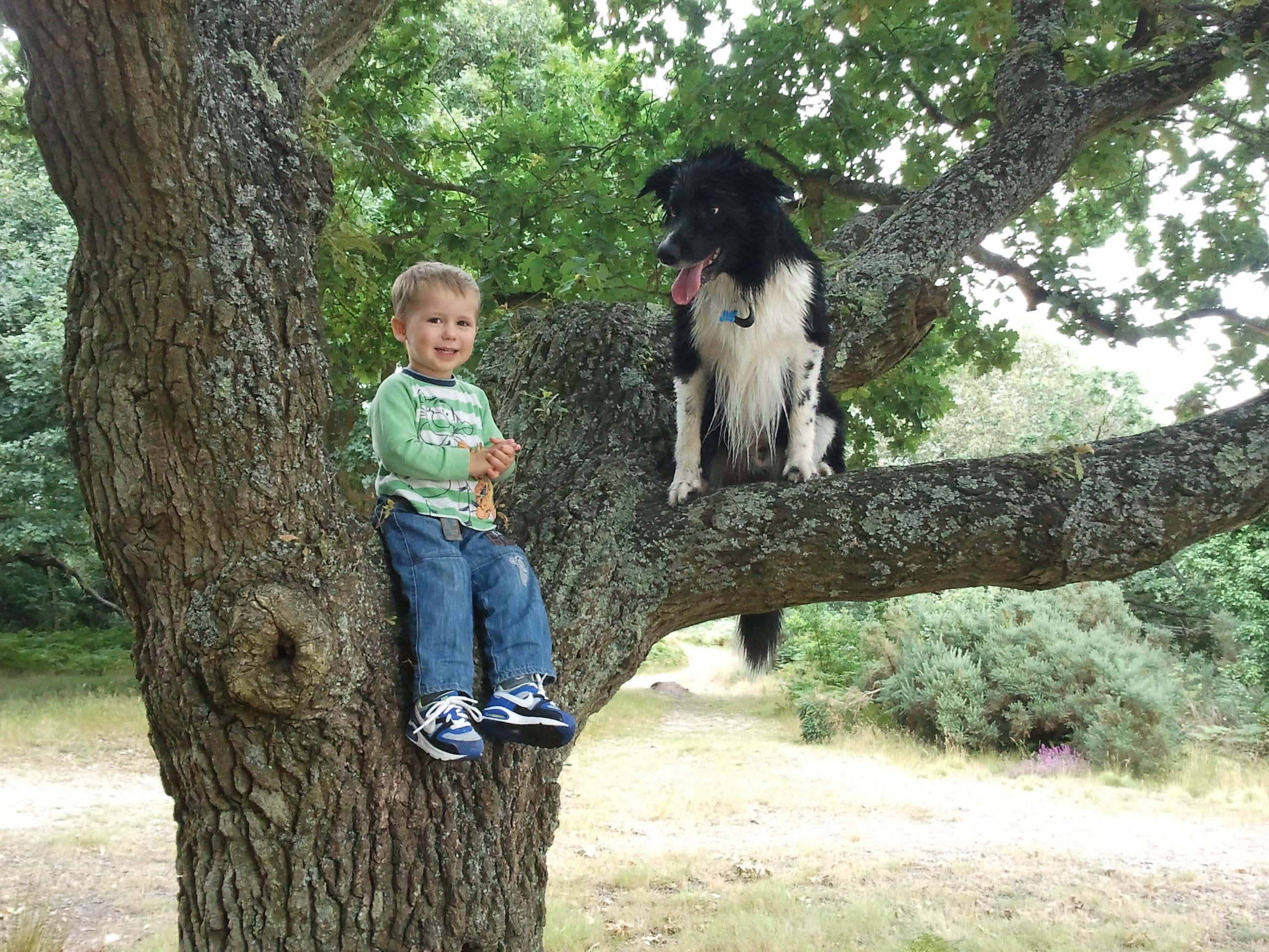 My dog loves climbing trees r/dogpictures