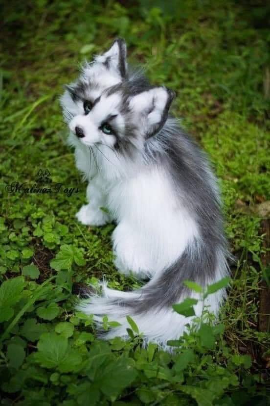 Canadian marble fox r/aww