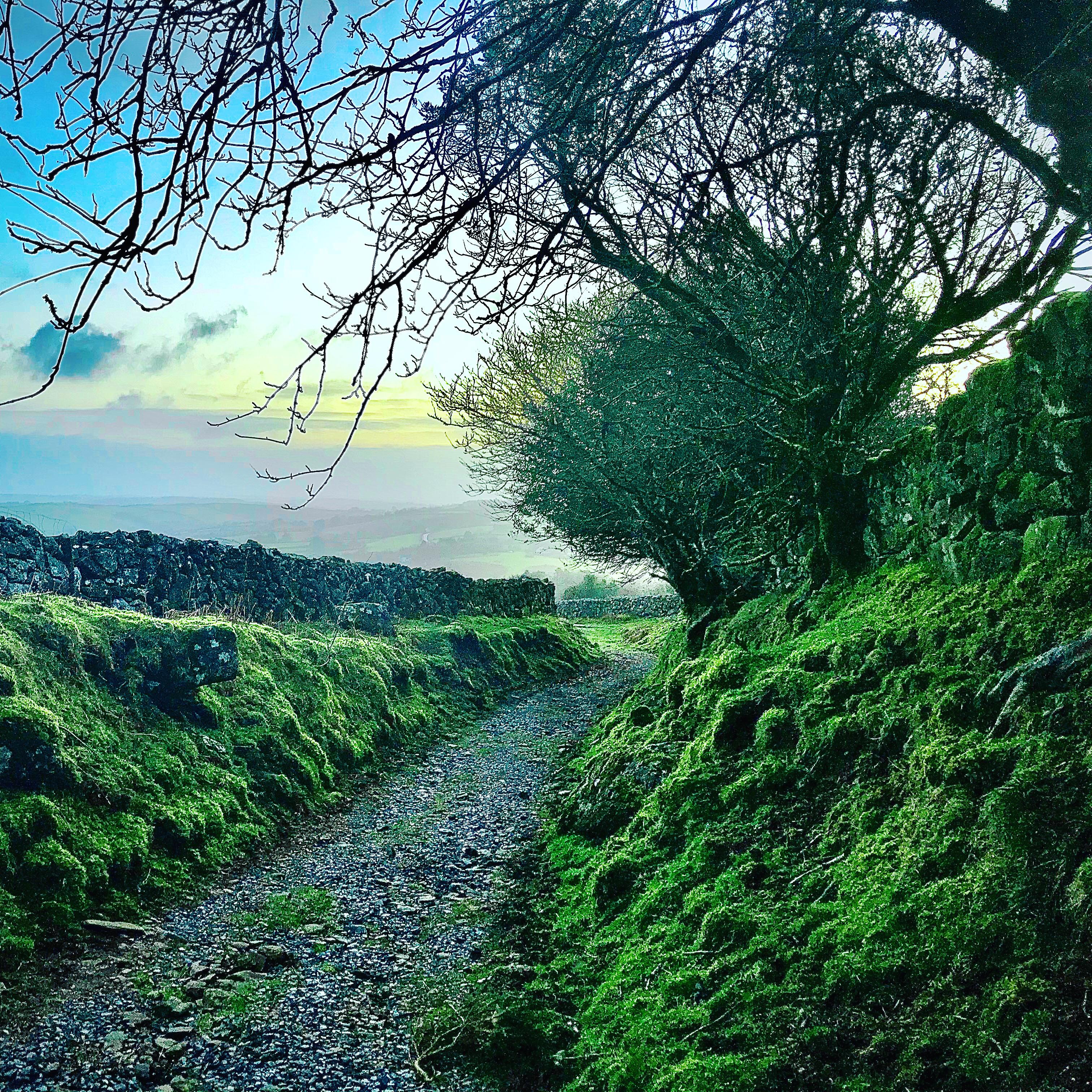 Dartmoor Lane at Dawn, South Zeal, Devon. 1st February 2020. r/DevonUK