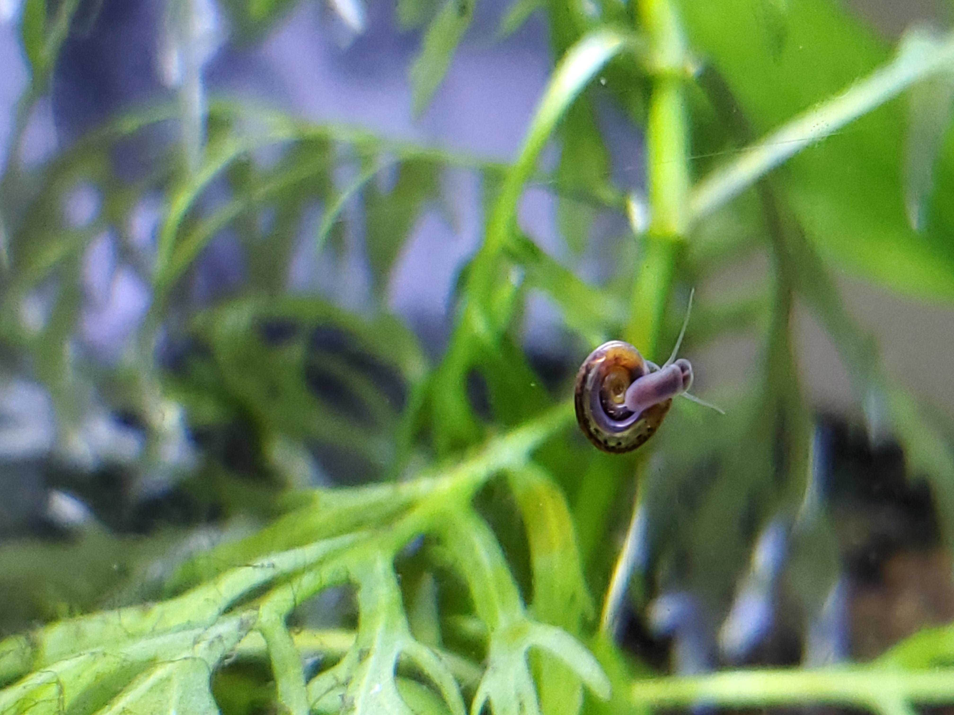 This snail just randomly apeared in my planted tank. Are they harmful