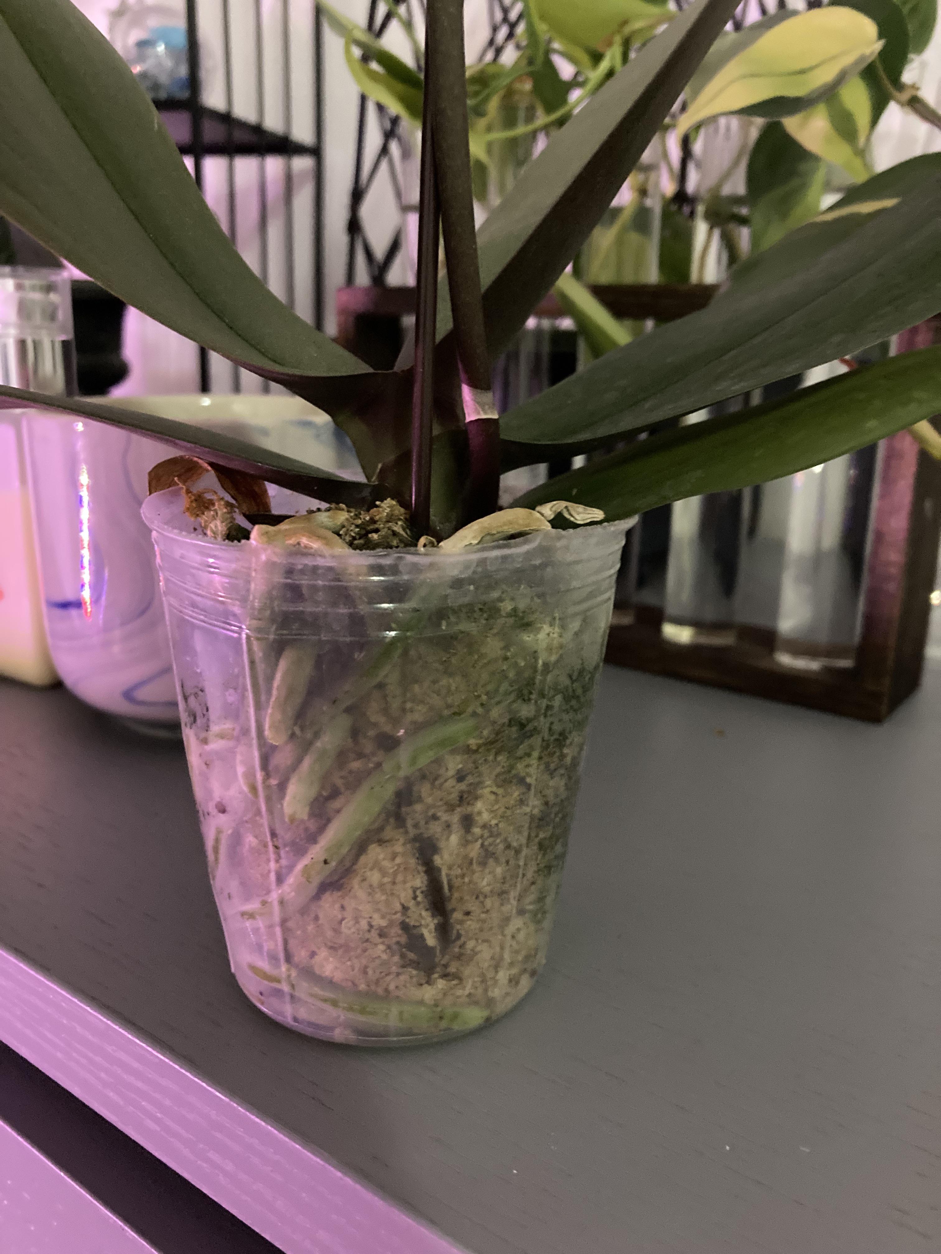 Should I repot this convenience store orchid? r/orchids