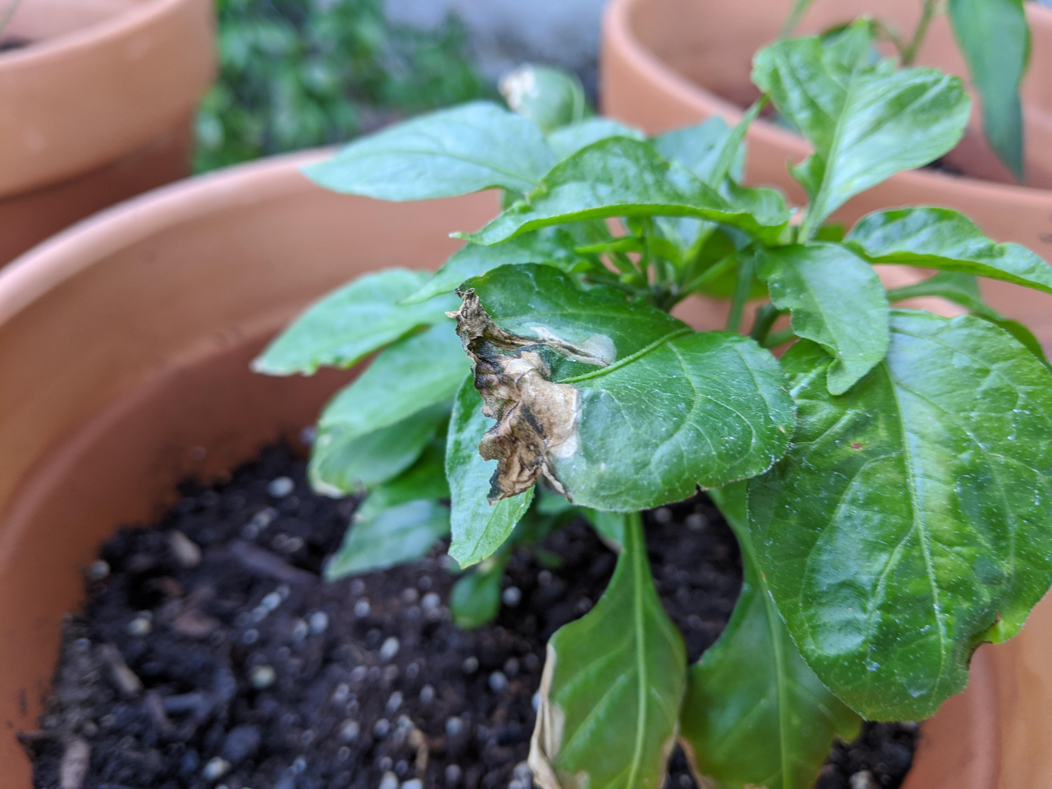Why are my Habanero leaves wilting? r/HotPeppers