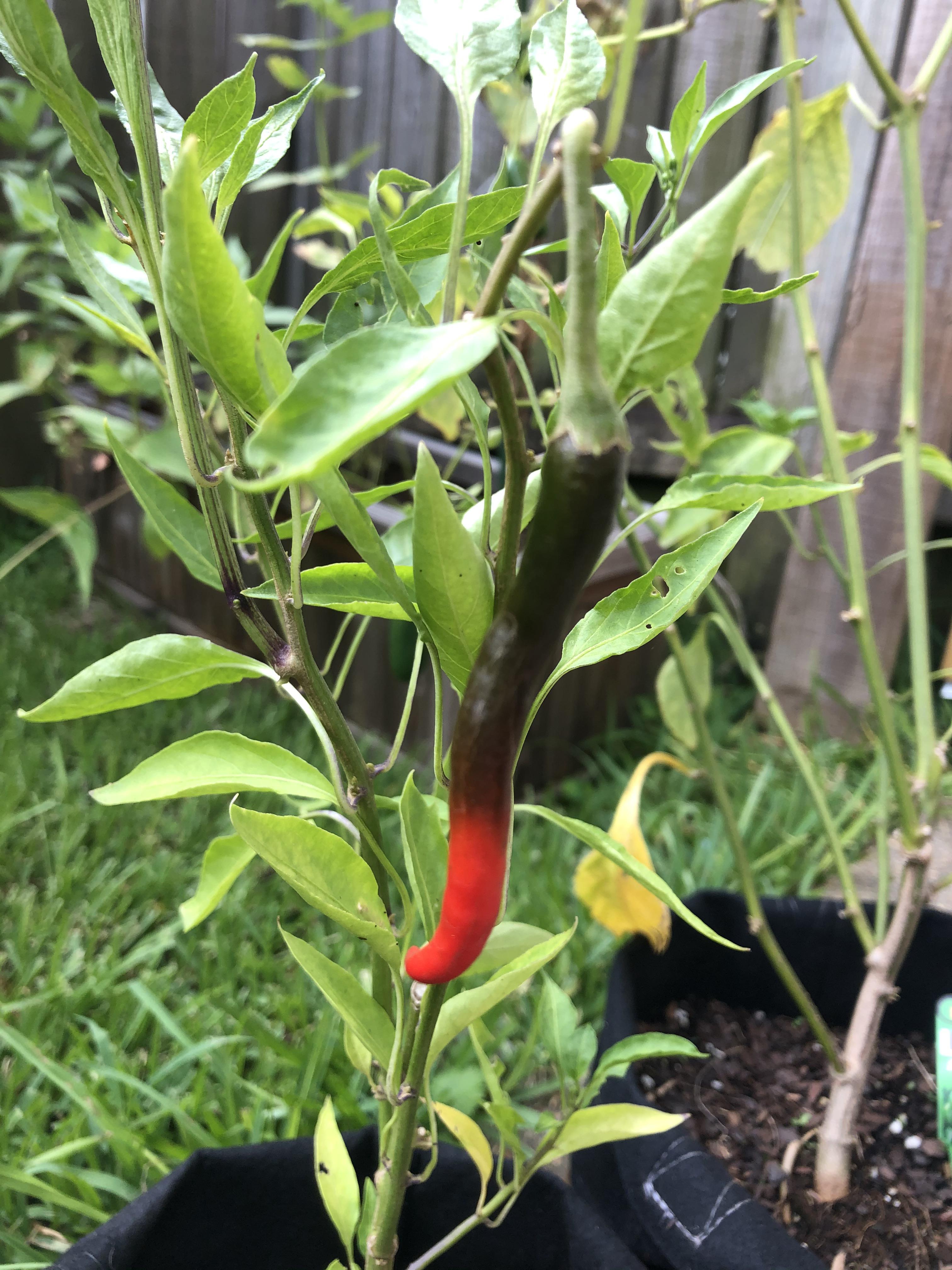 almost there on my thai chili pepper! r/gardening