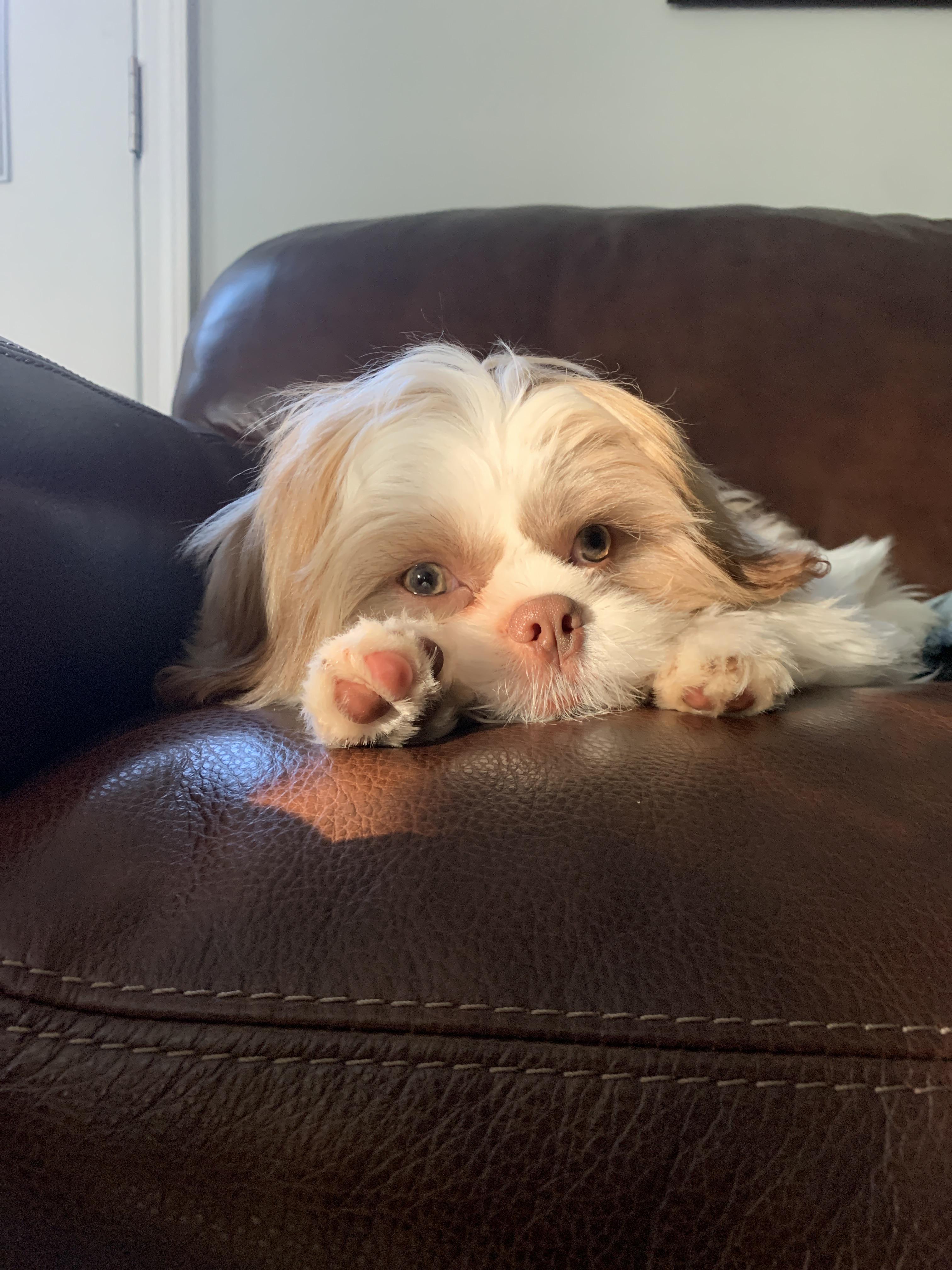 Does anyone else’s dog beg for human food to the point of not eating