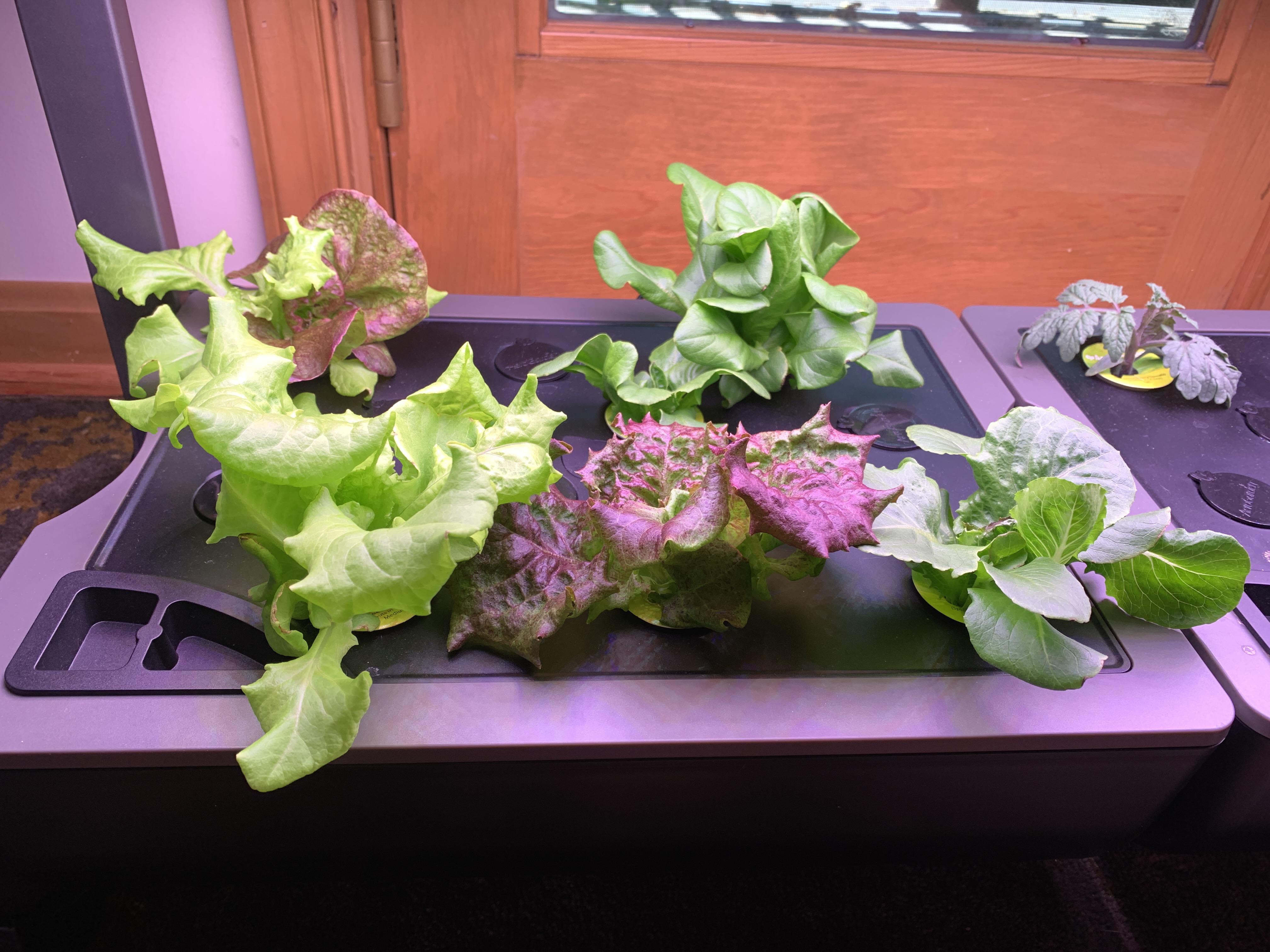First time growing lettuce in the AeroGarden r/aerogarden