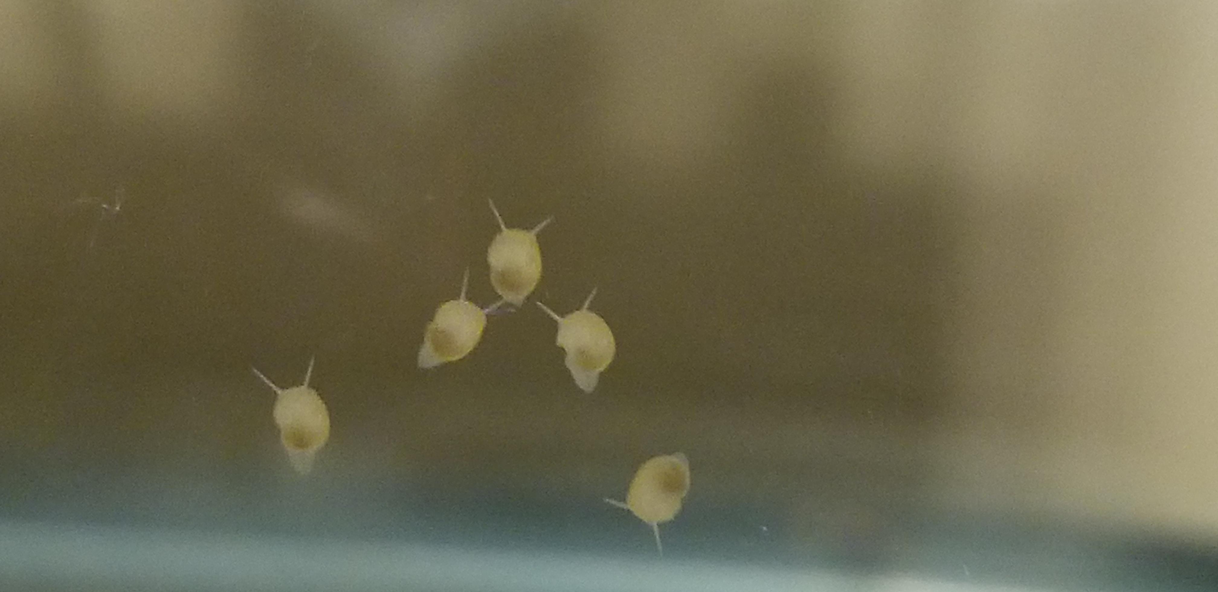 Baby Mystery Snails Finally Hatched! r/Aquariums