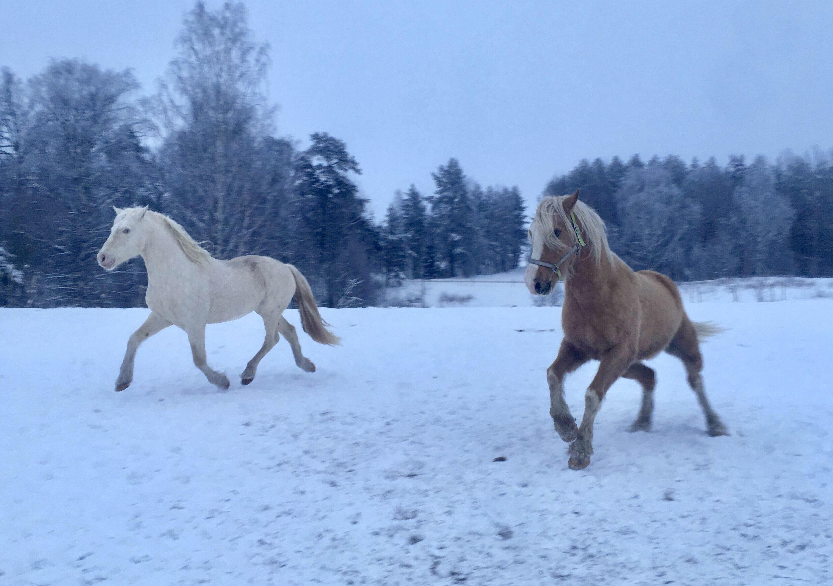 Got pic from barn owner my boys got winter zoomies! 🥶💨 r/Horses