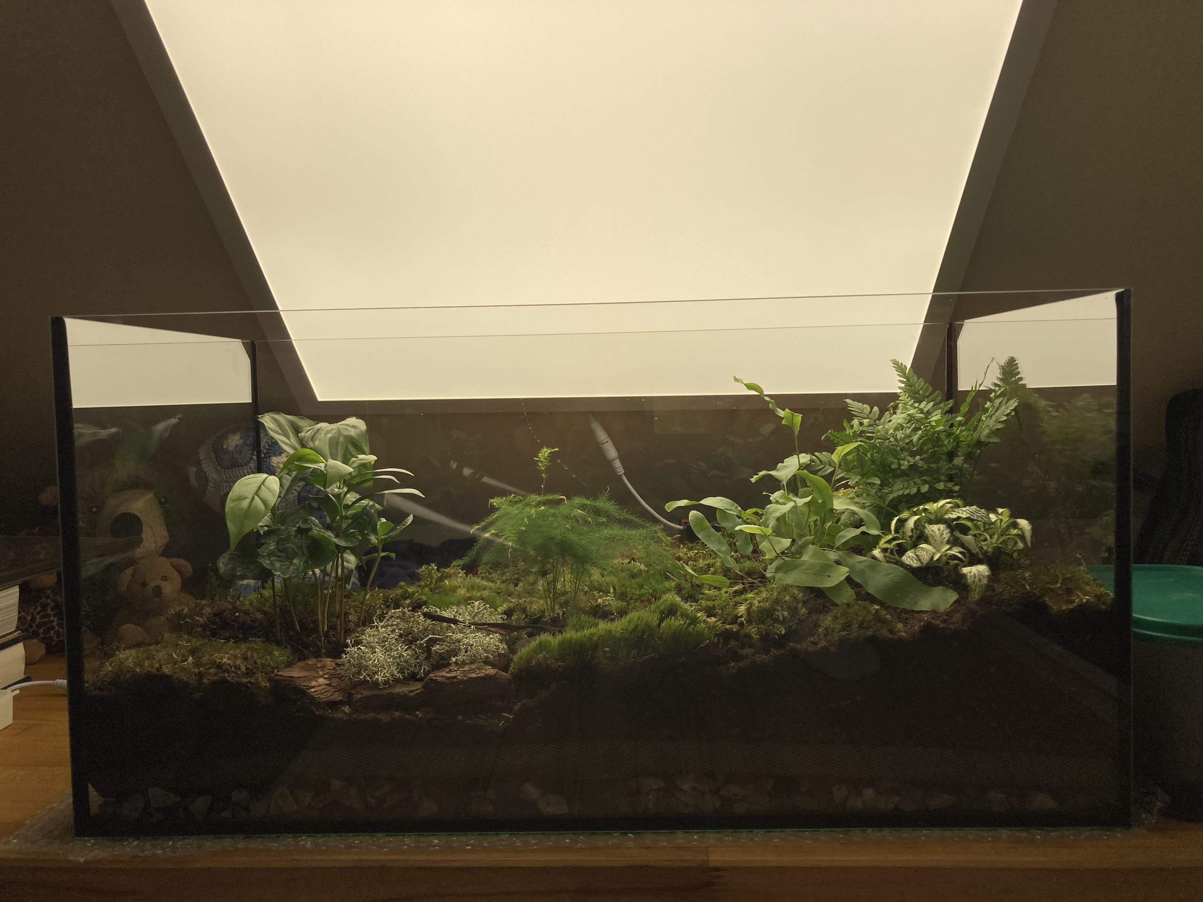 My first terrarium build using local moss! Any tips Also, is