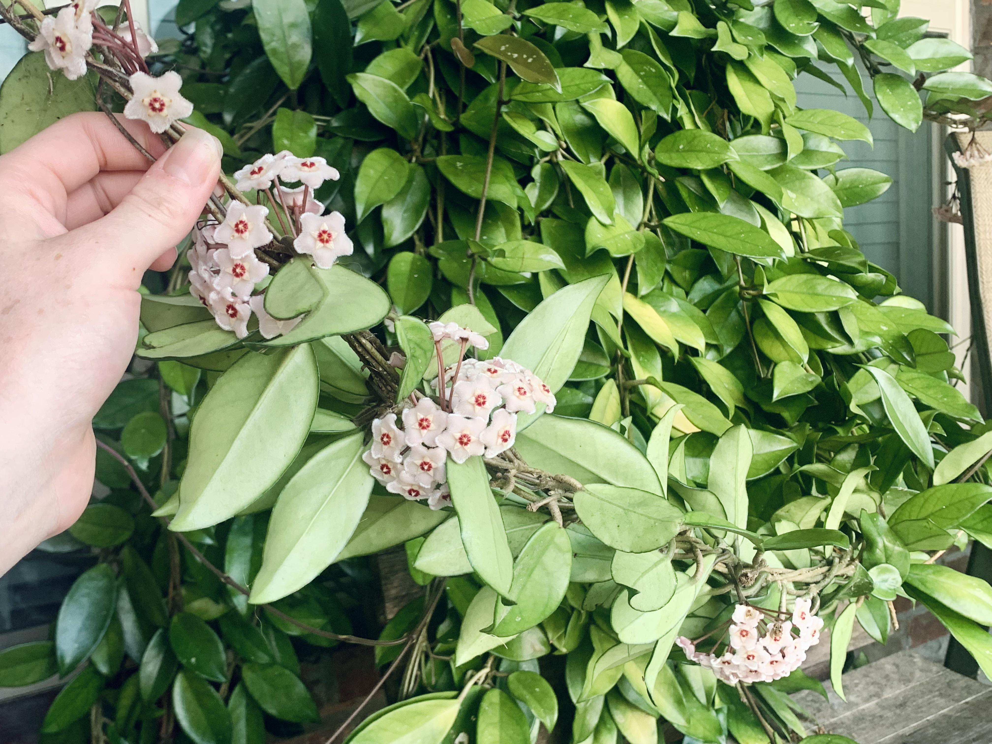 Why does my hoya have these small white splotches on its leaves? hoyas