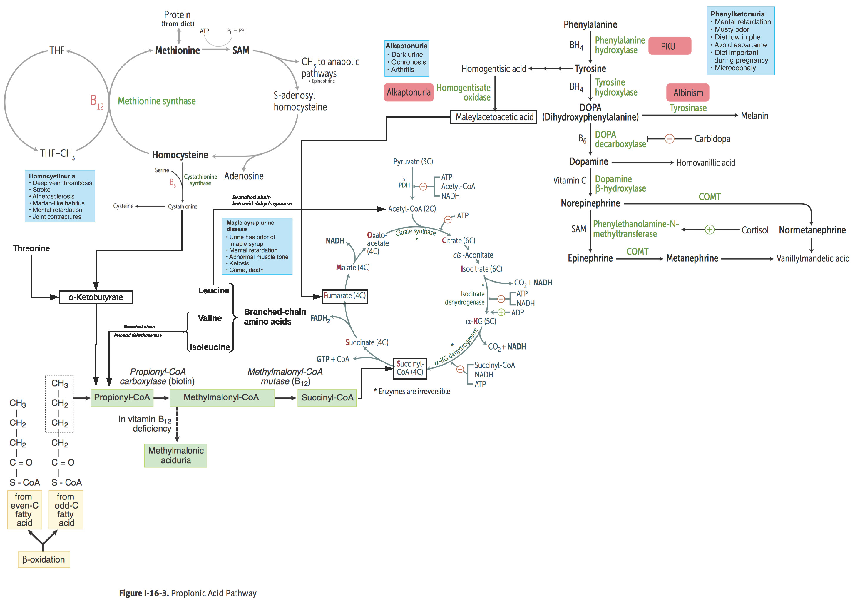 Metabolic Pathways