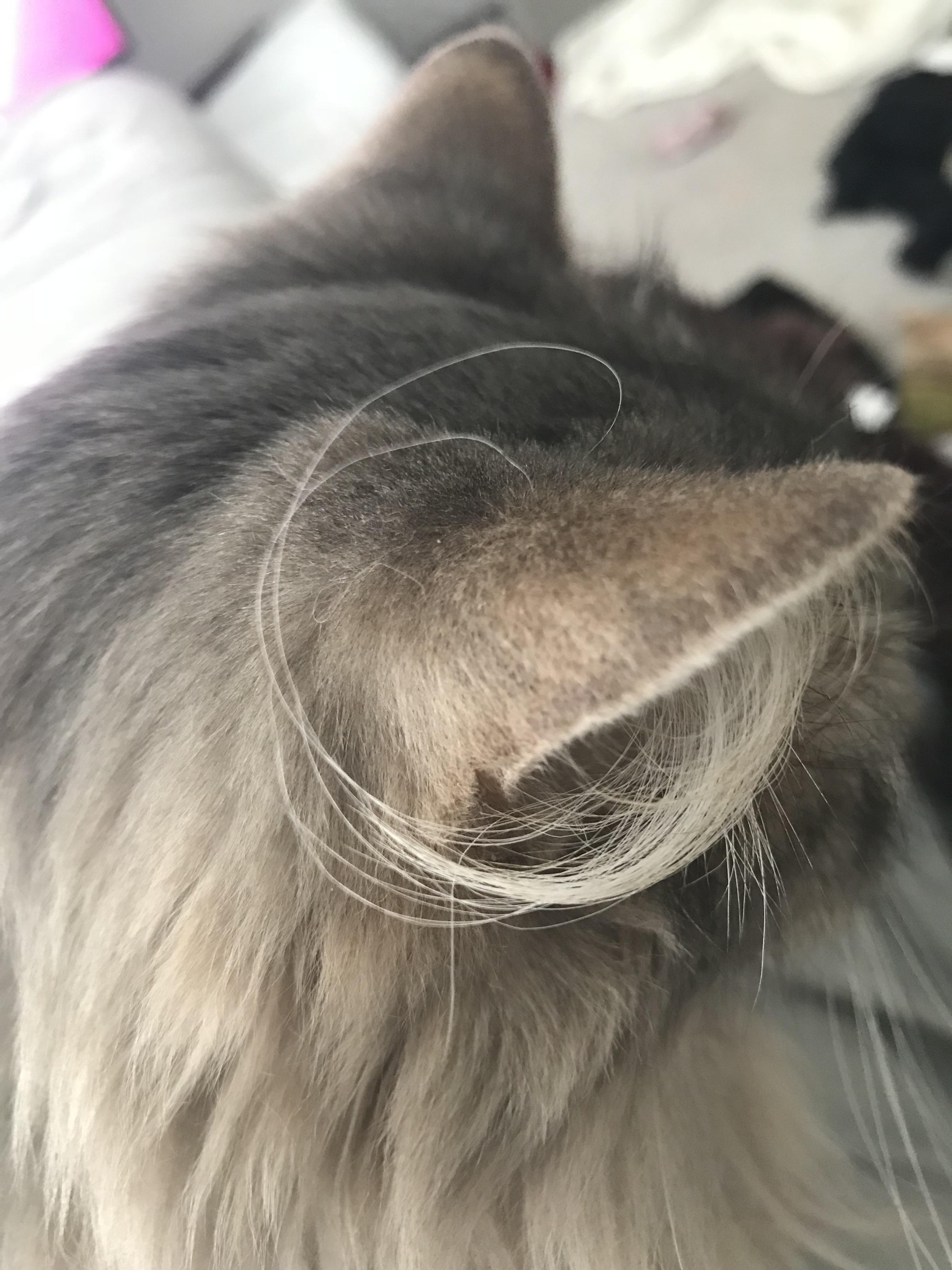 My cats ear hair. She’s like that gross old man you know. r