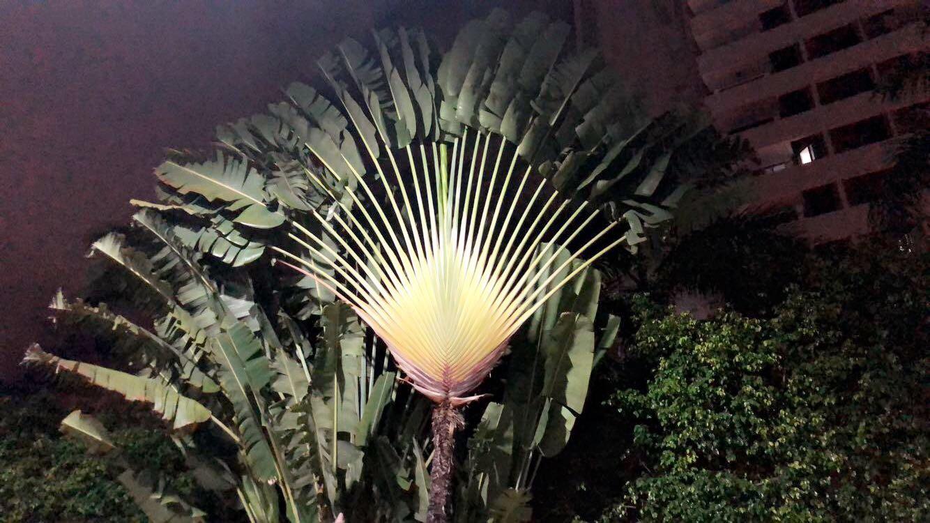 This tree looks like a Peacock’s feathers. r/mildlyinteresting
