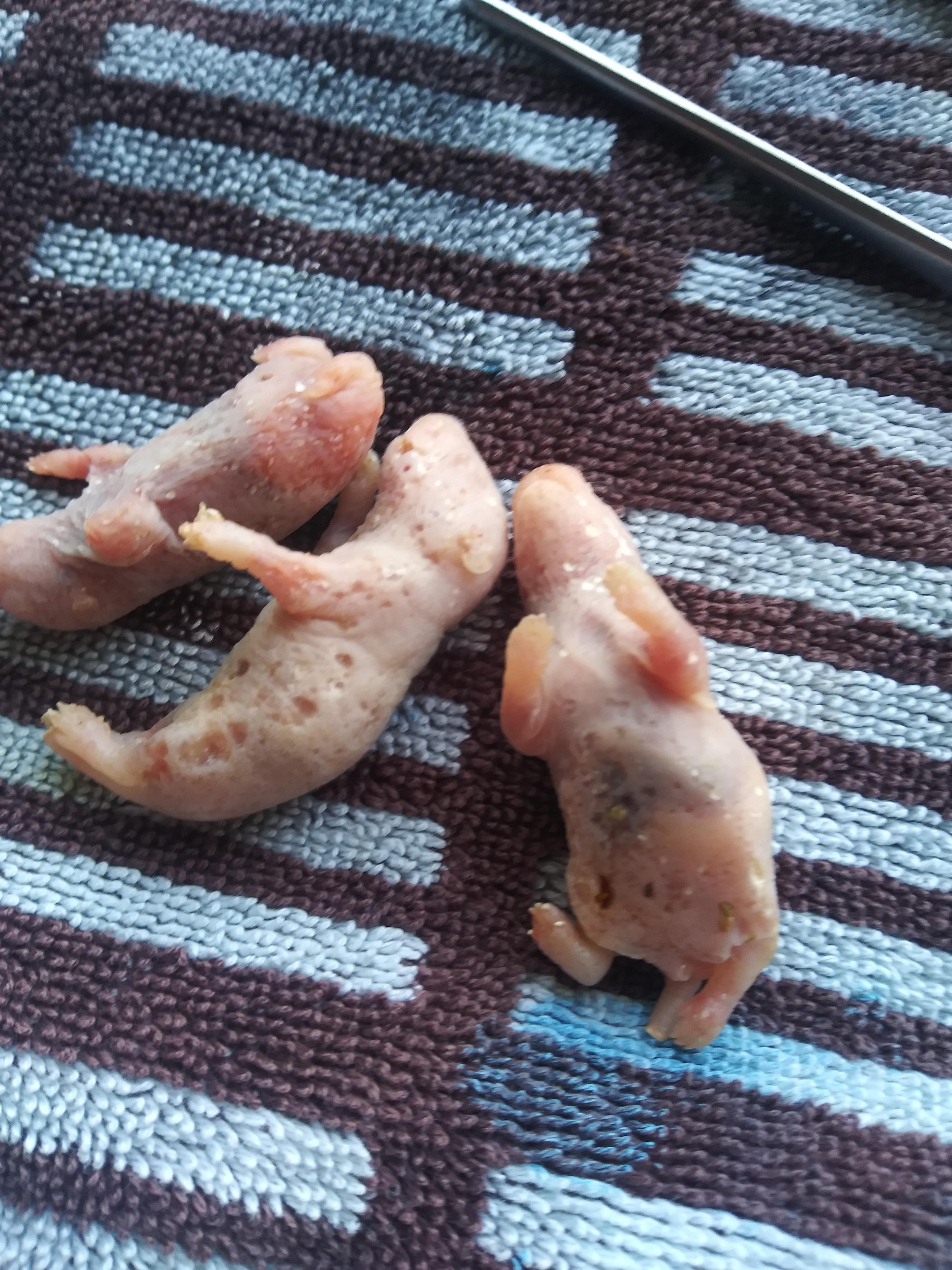 Pulled these out of the freezer and some look like this how do i stop