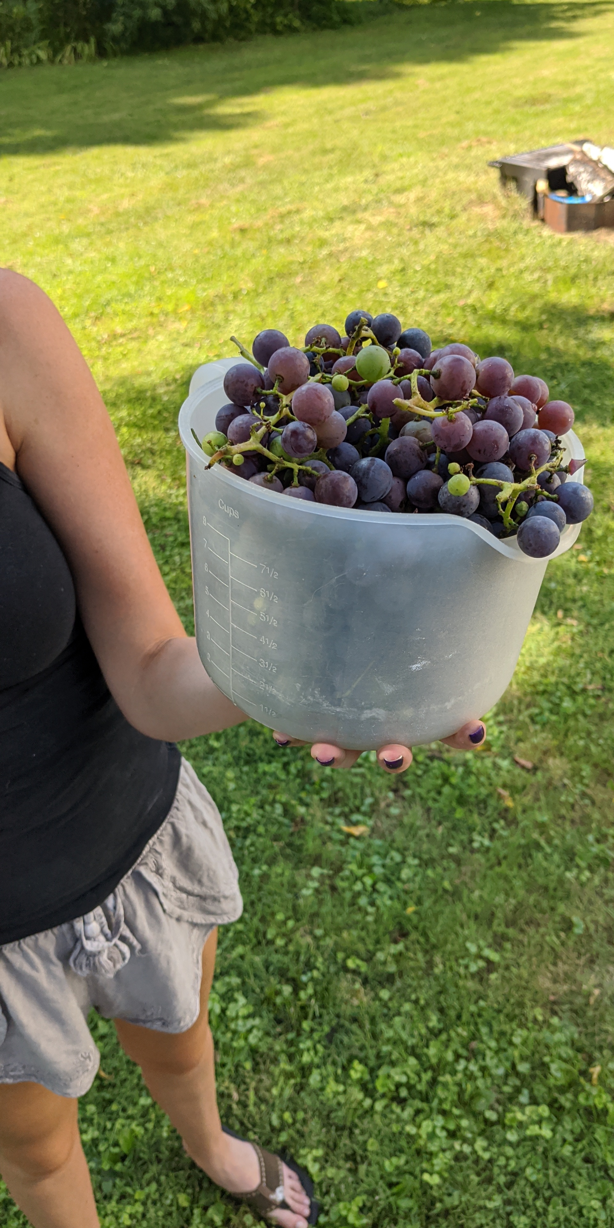 Half of our harvested grapes we had this year, Midwest. Tried making