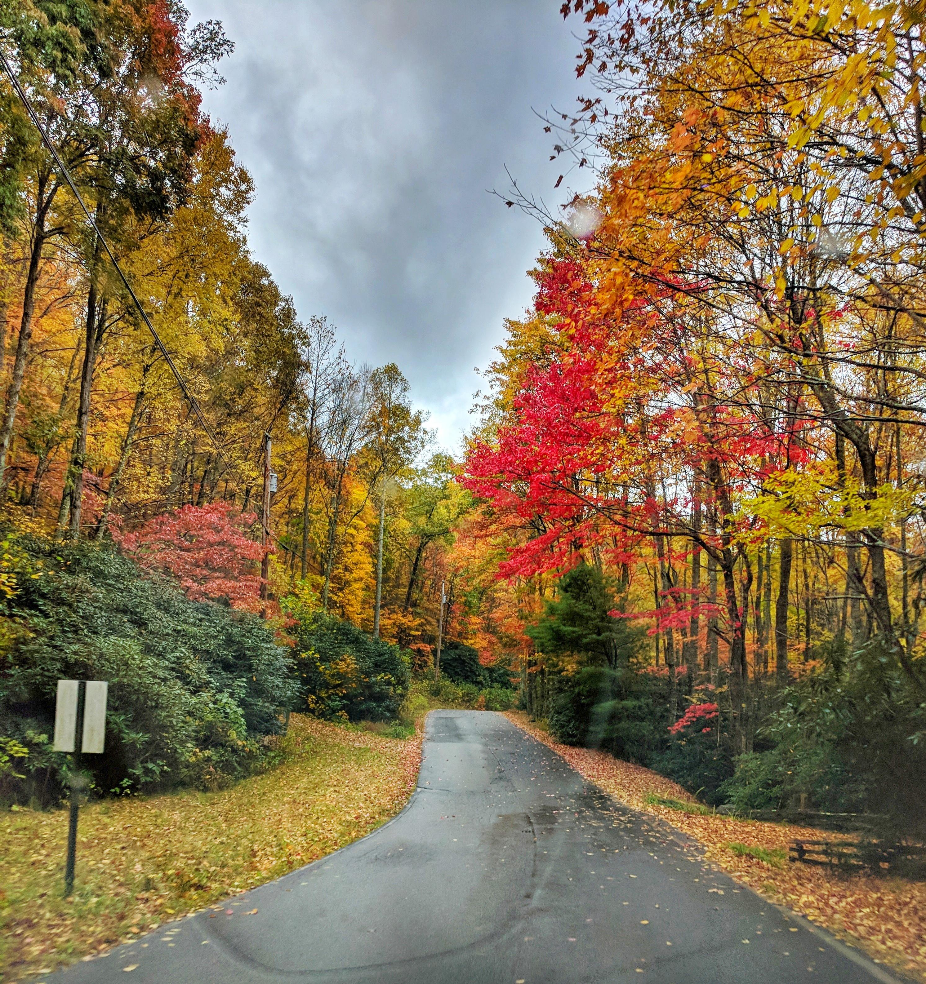 Fall in north carolina.. Approach road to Mount Soma r/pics
