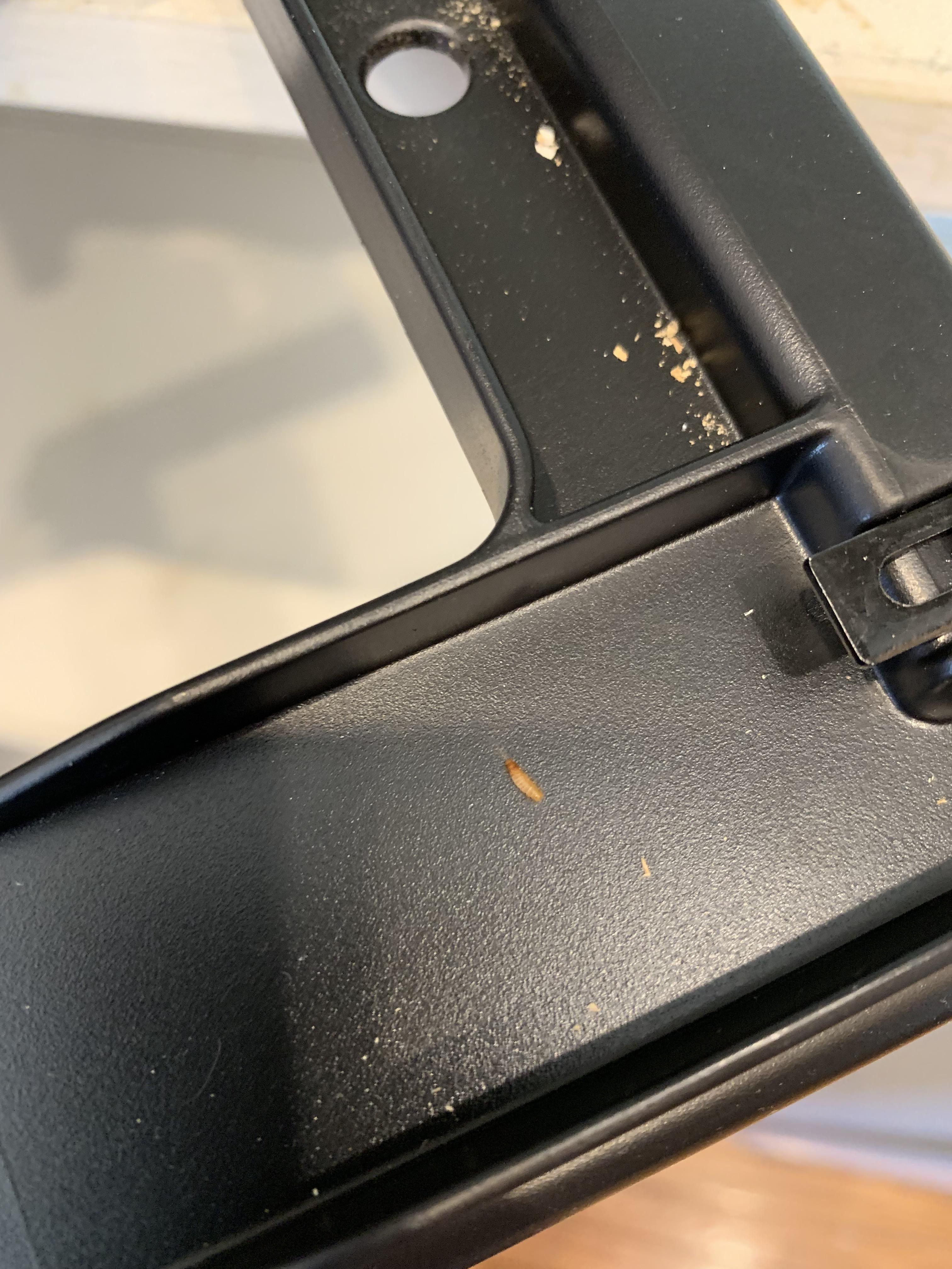 Little brown bugs in pantry. They seem to like boxes and food. All of