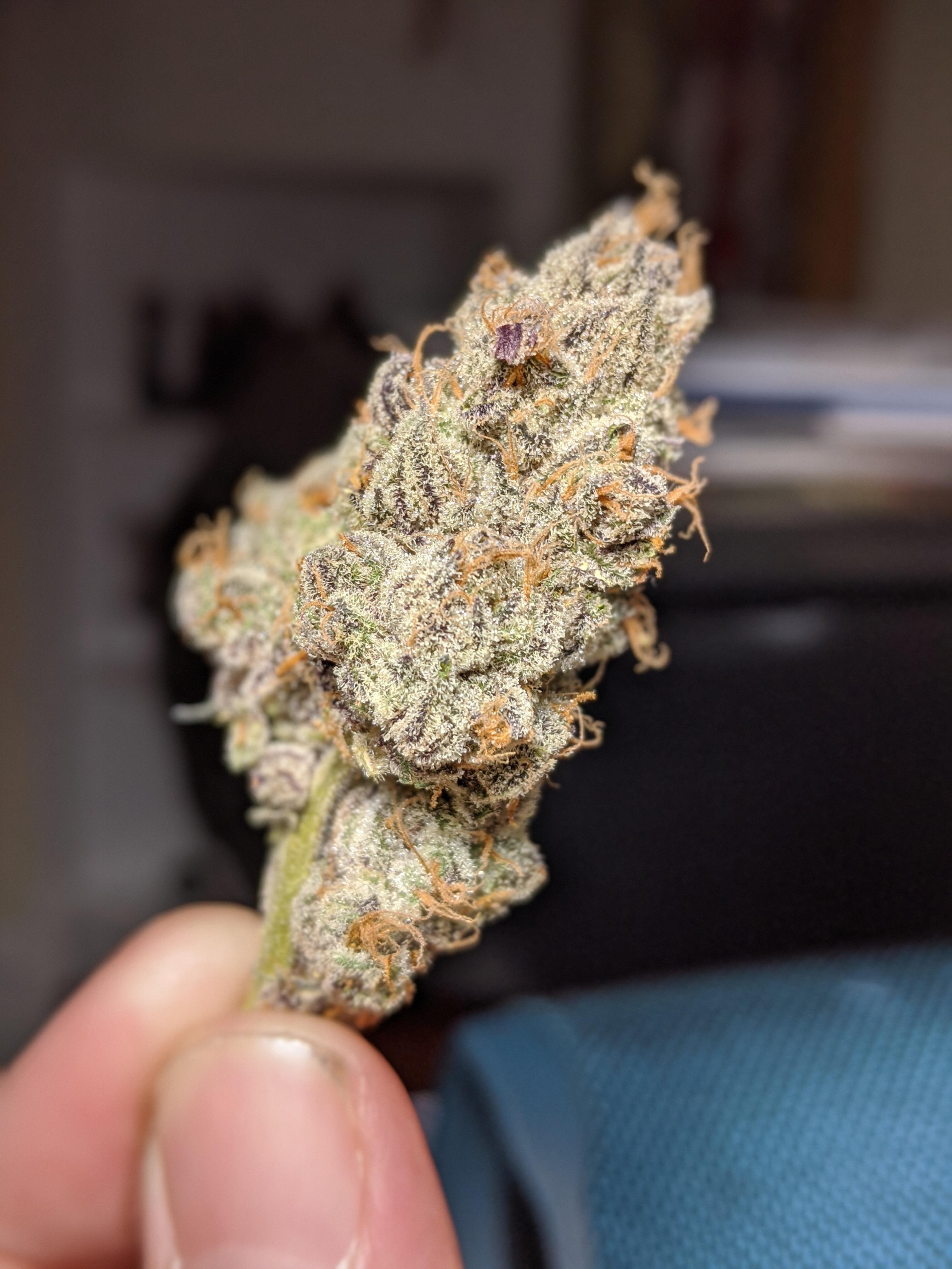 Apple Pie strain... I love it when my weed looks like a fucking science