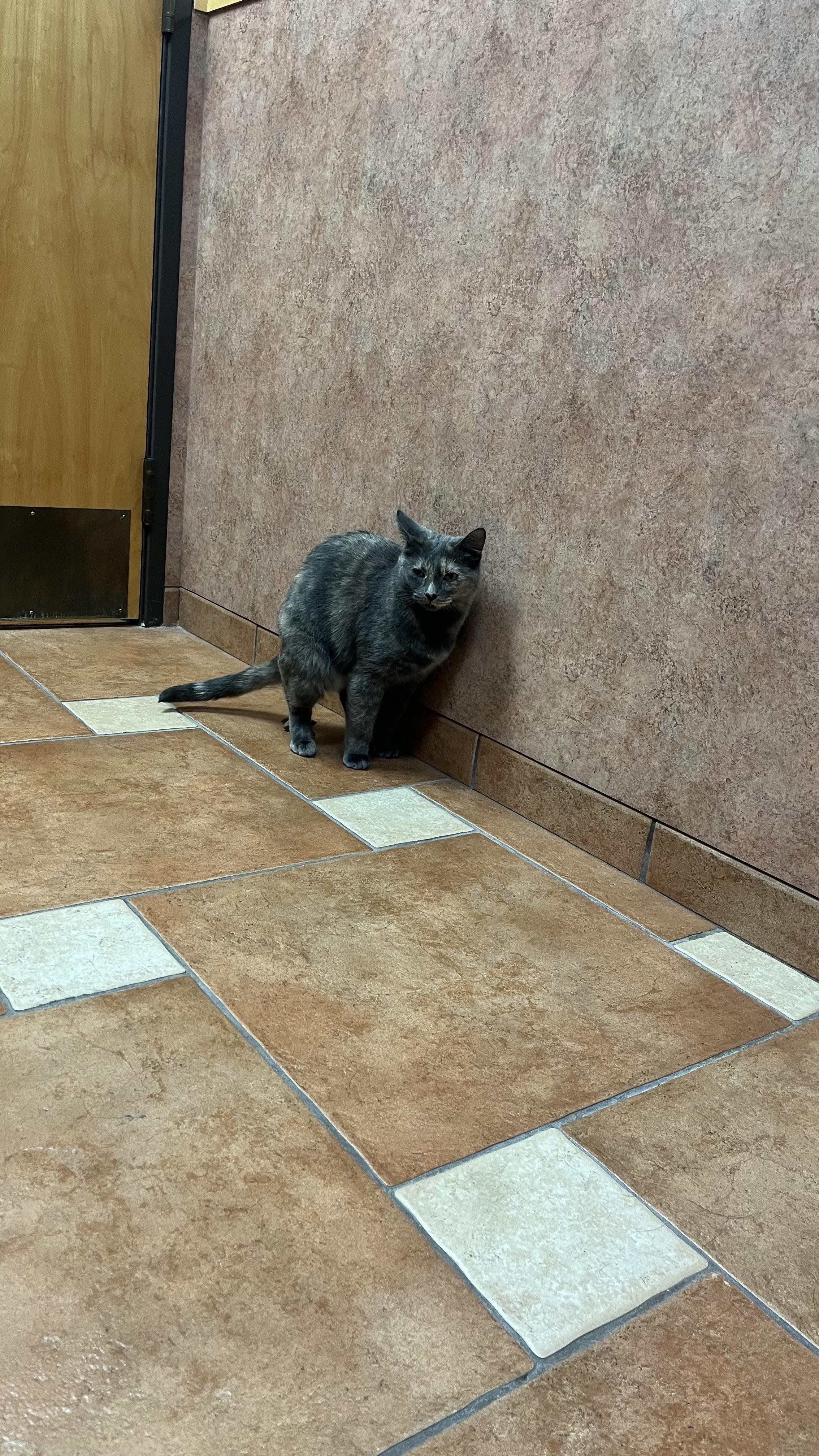 Caught in the act, pooped on the floor during first ever vet visit r/cats