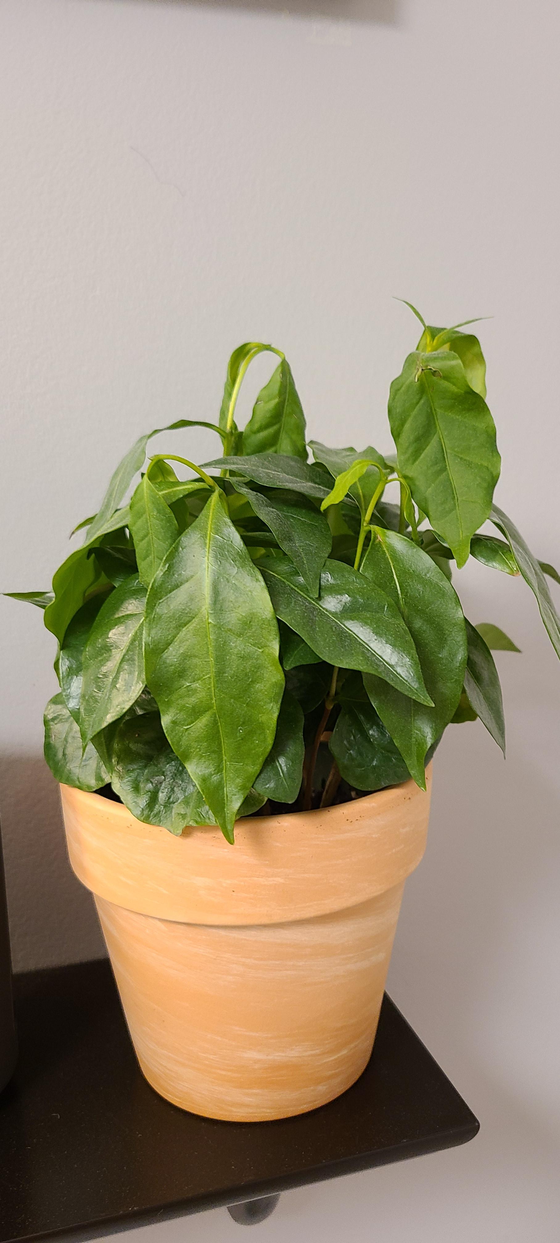 Can anyone help with why my coffee plant is drooping. r/plantclinic