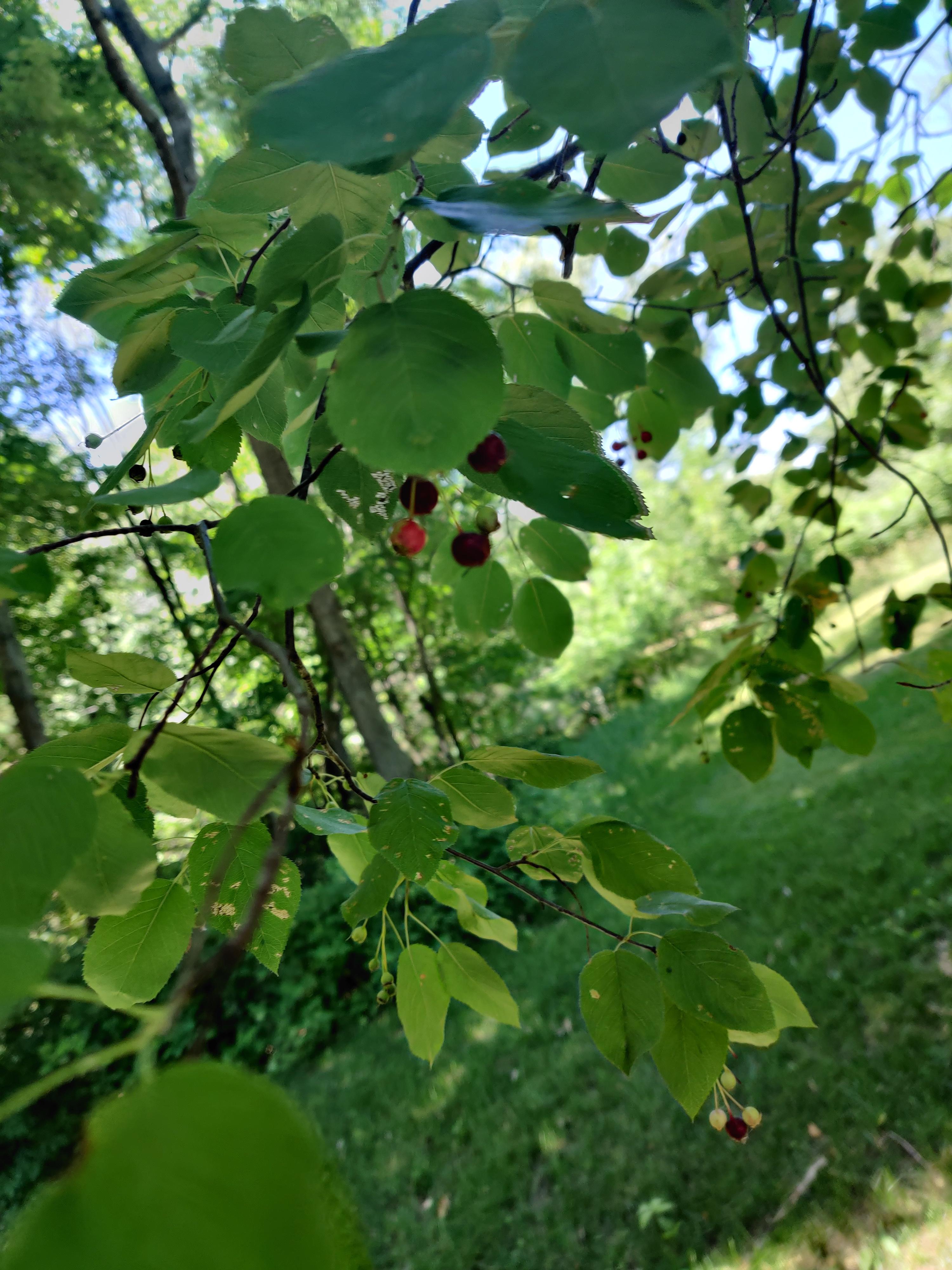 Berry producing tree in backyard, Minnesota r/whatsthisplant