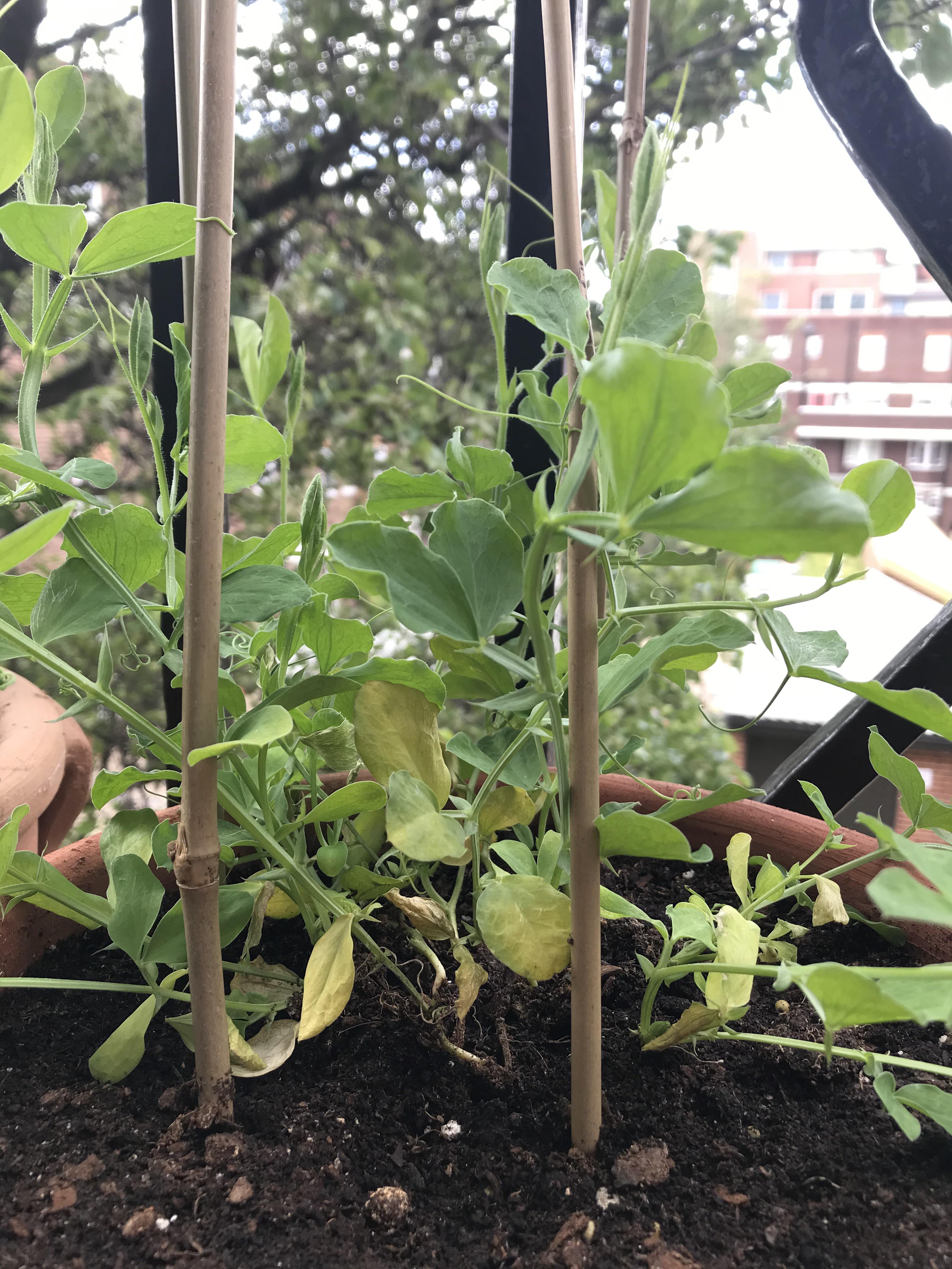 Potted a weet pea turning yellow. Any advice how to fix? r/UKGardening
