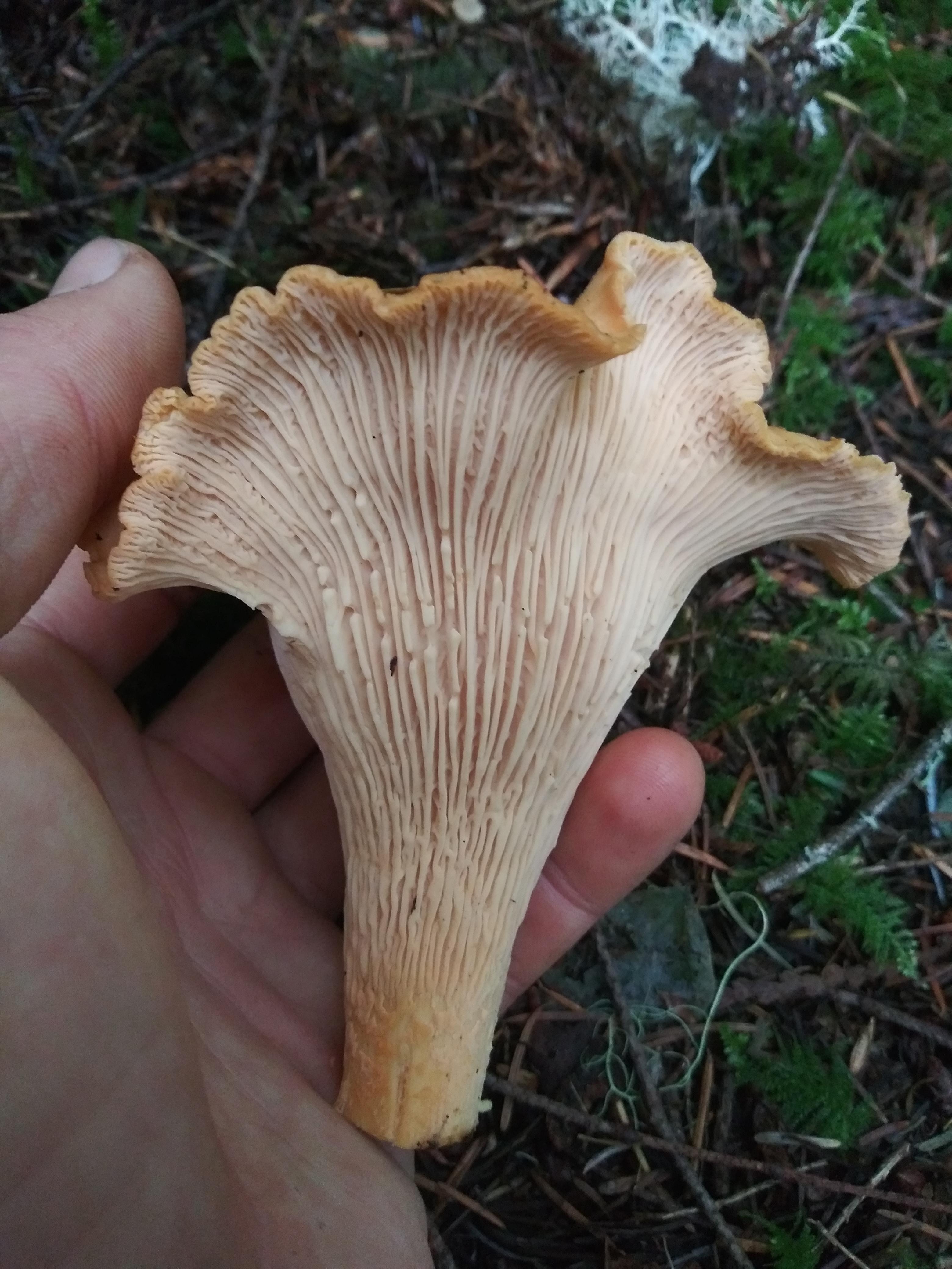 A beautiful opening to chanterelle season in the Willamette Valley r