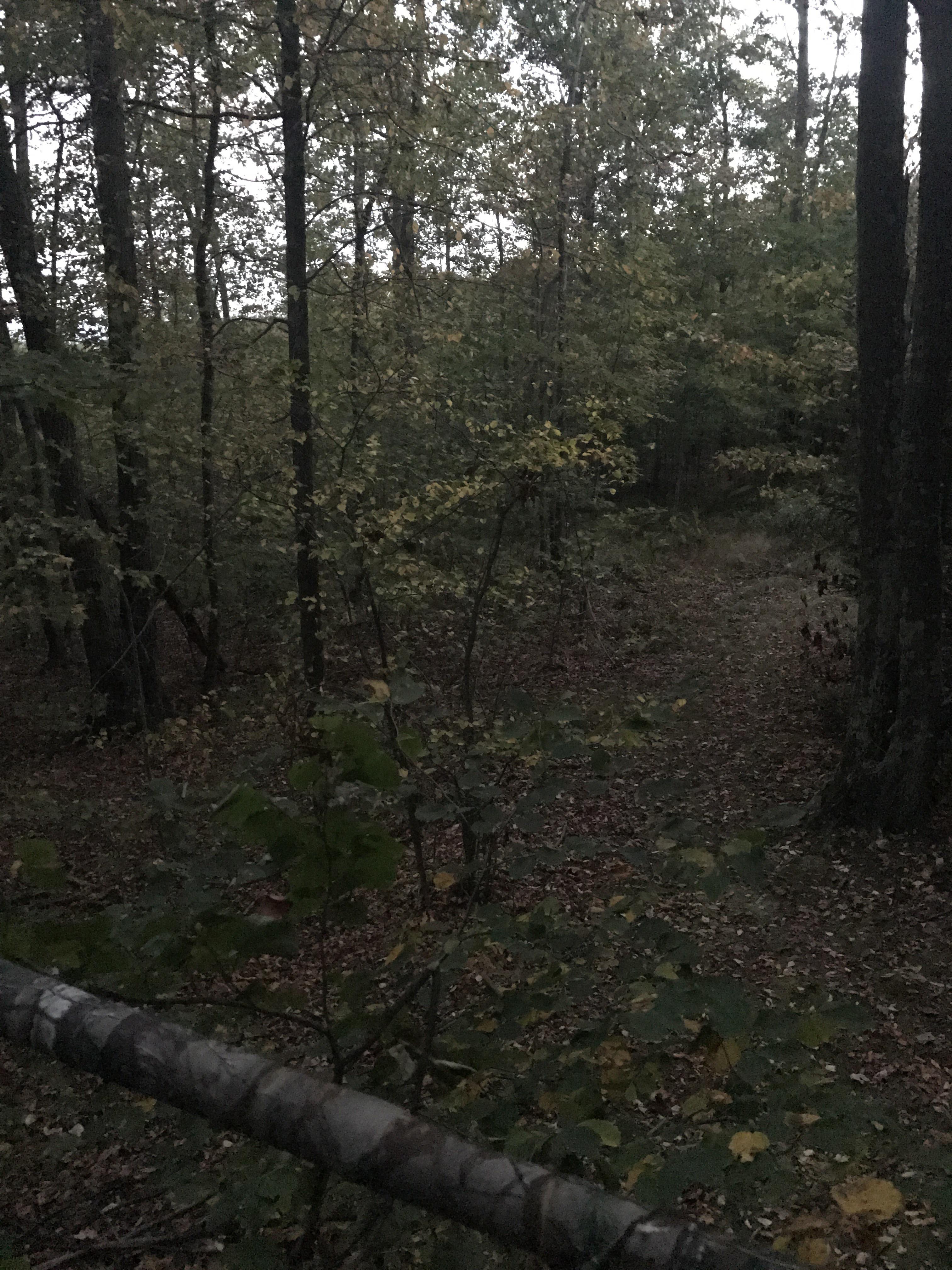 Good luck West Virginia bow hunters r/Hunting