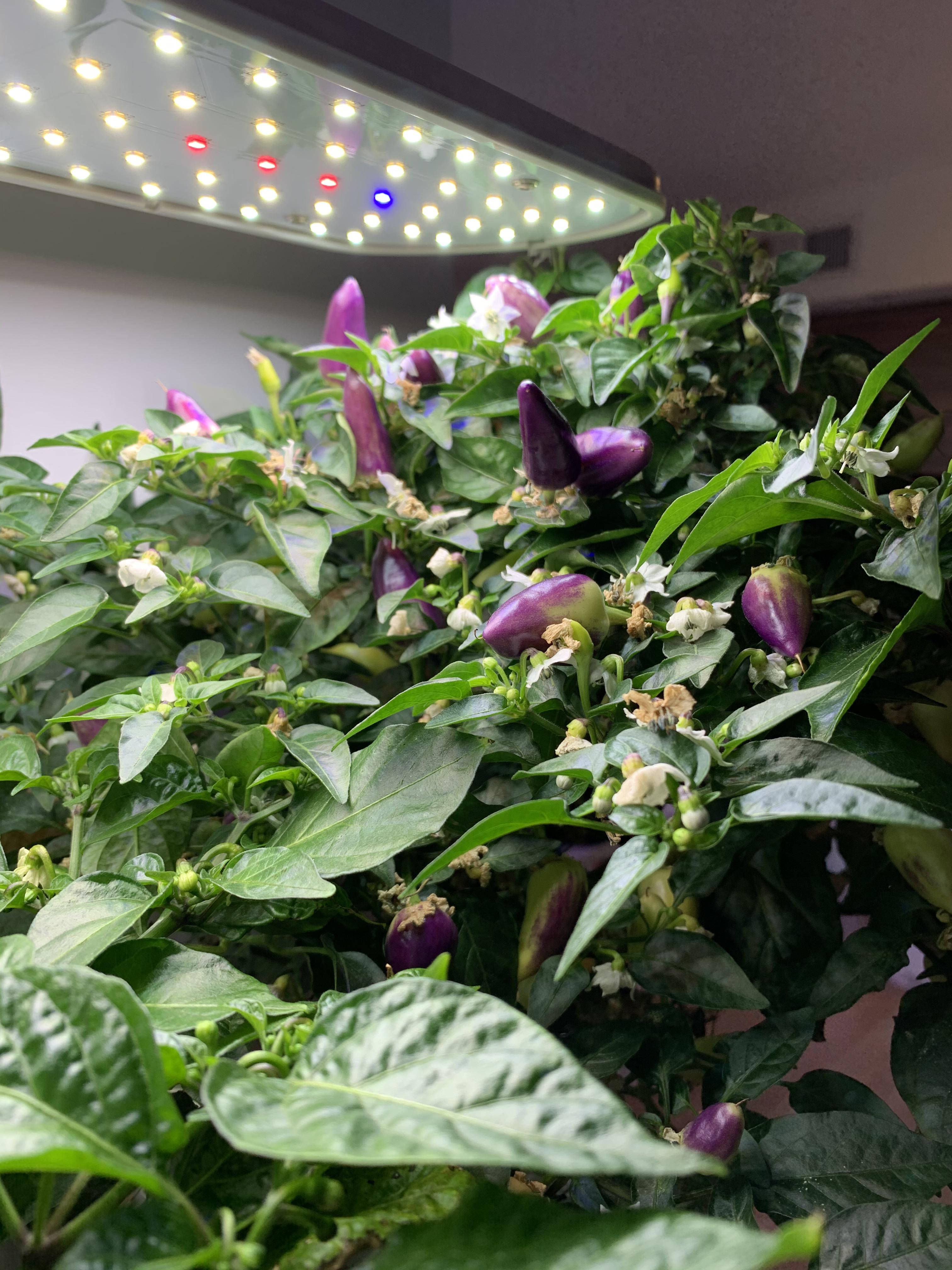 Red Fire chilies are... purple? Descriptions on the AeroGarden blog don