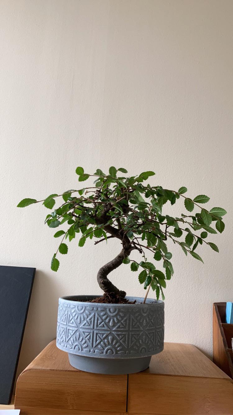 My Chinese Elm r/BonsaiPorn