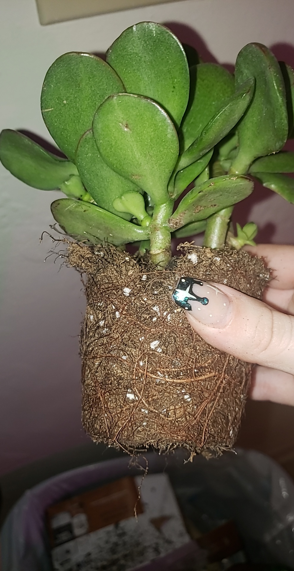 I got this severely rootbound jade at Lowe's for 1 r/rootedporn