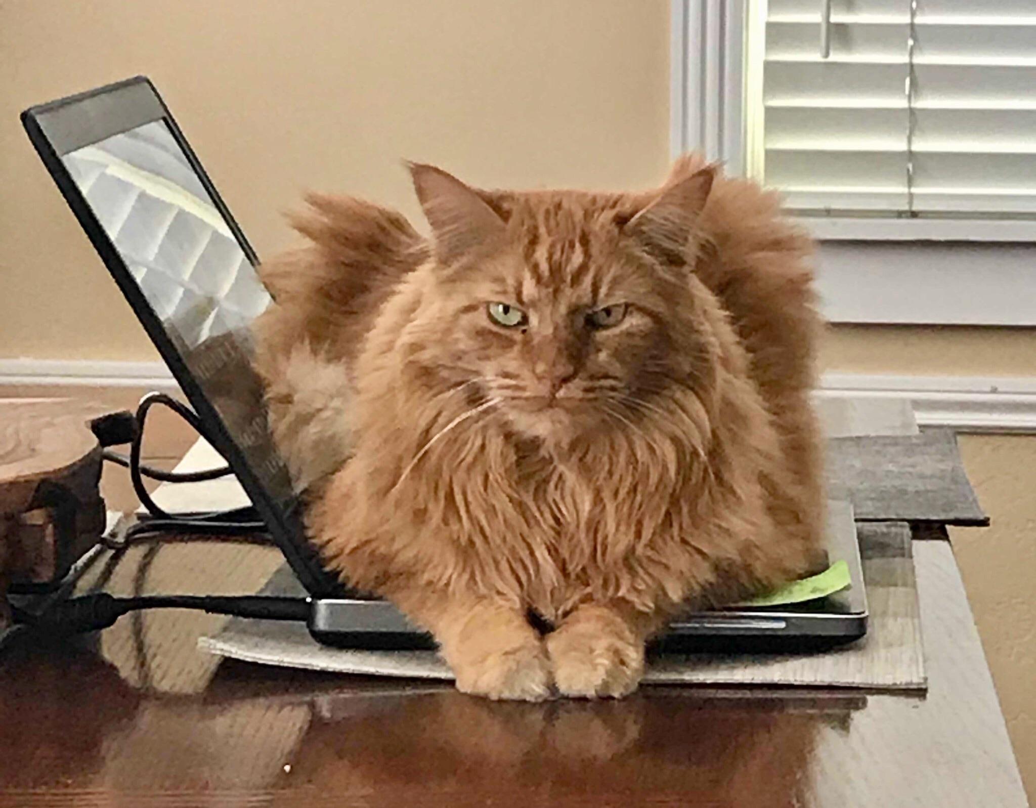 Supermodel cat showing off his expensive heating pad. SupermodelCats