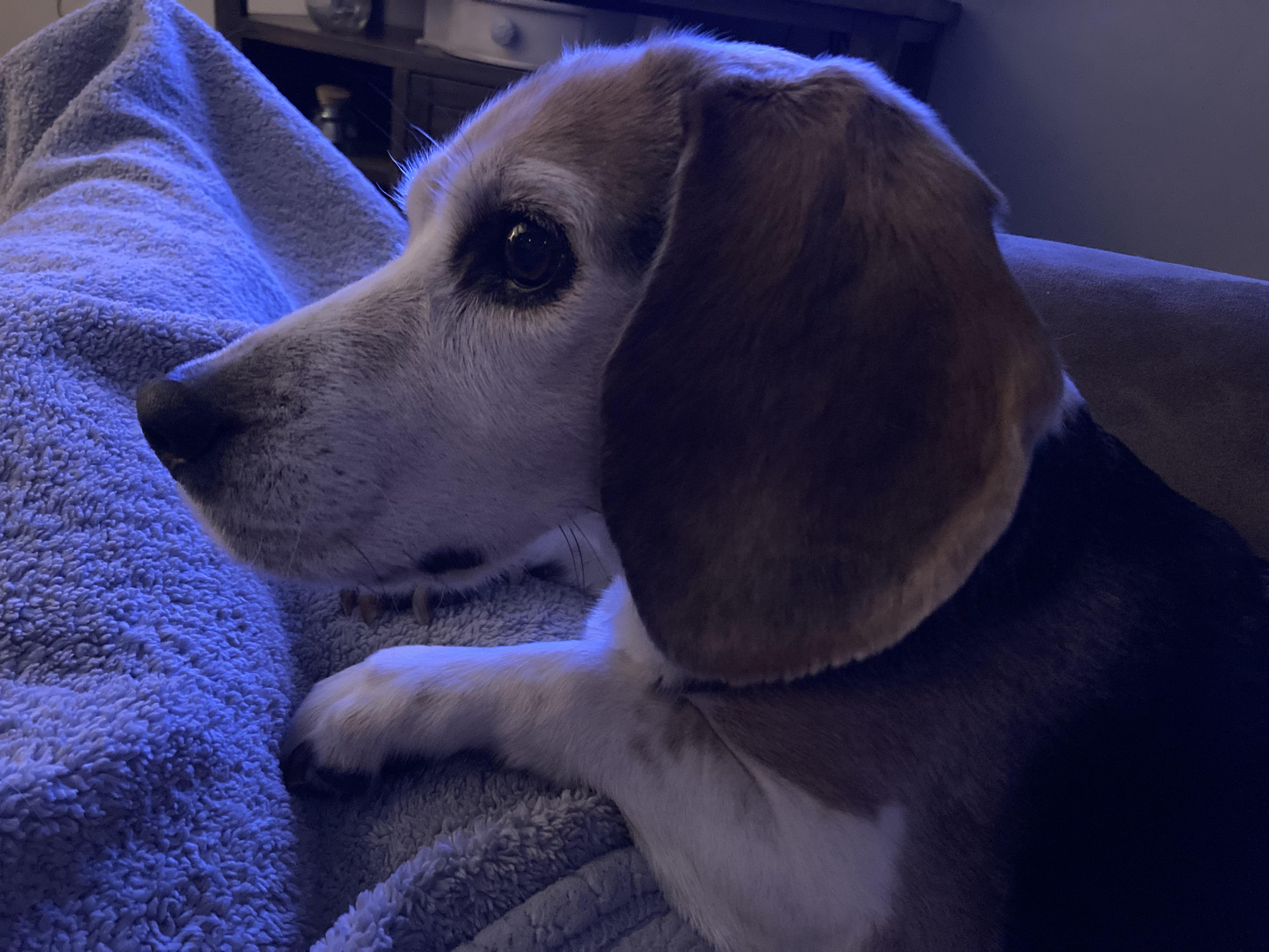 Posting here now that one person ruined beagle community for us. Here
