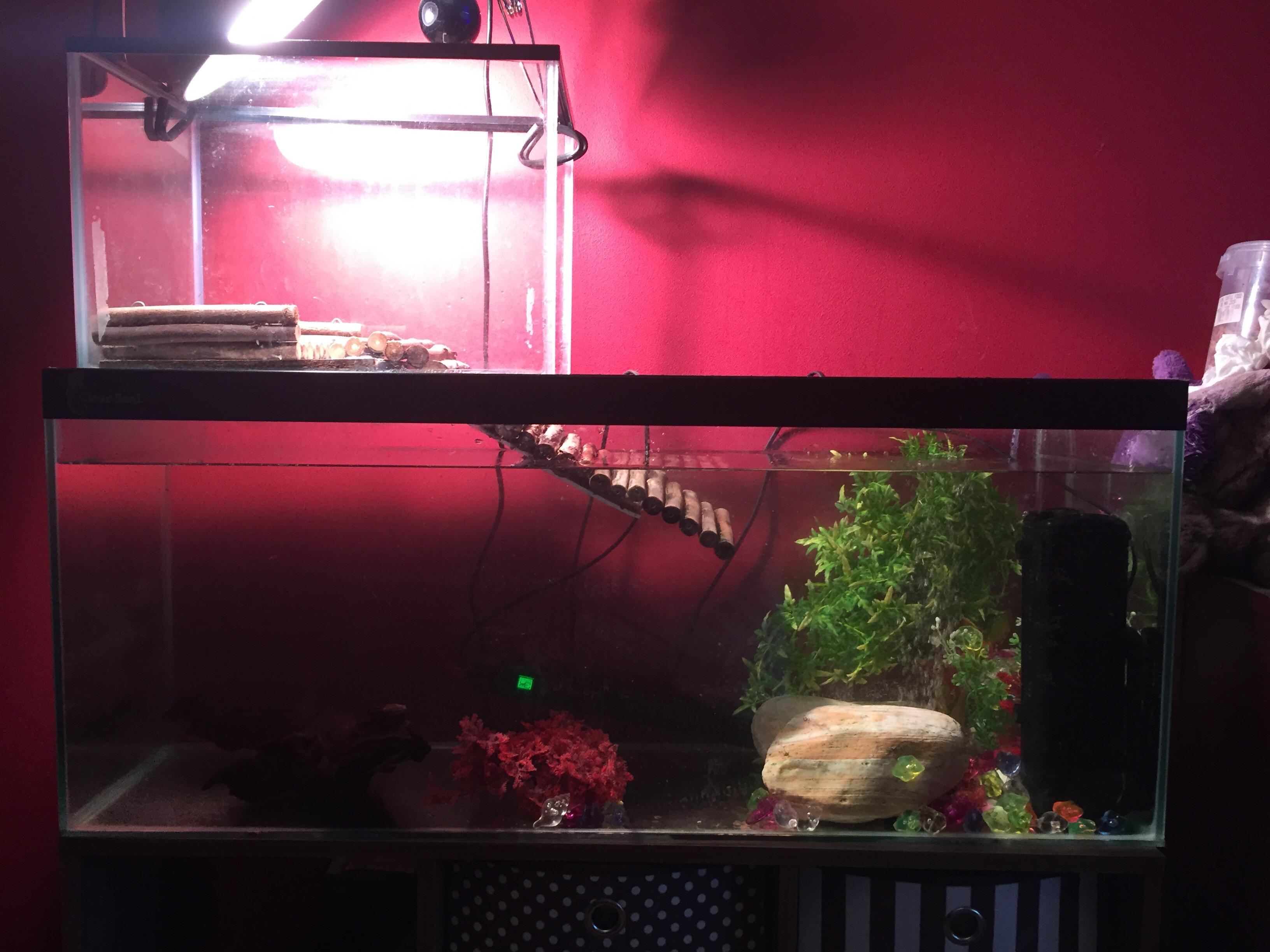 Yellow Bellied Slider Tank Setup