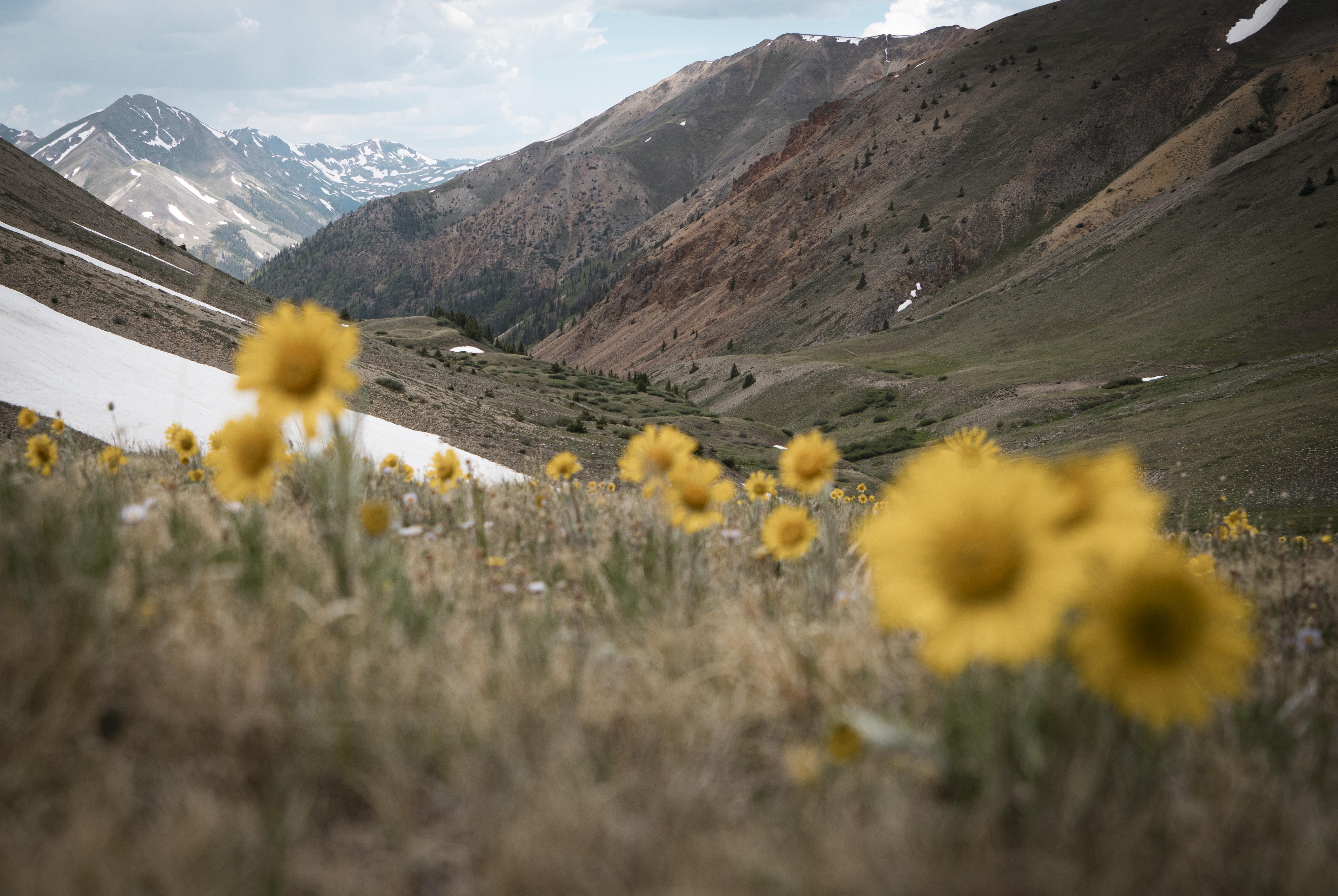 Wildflowers near Handies Peak r/Denver