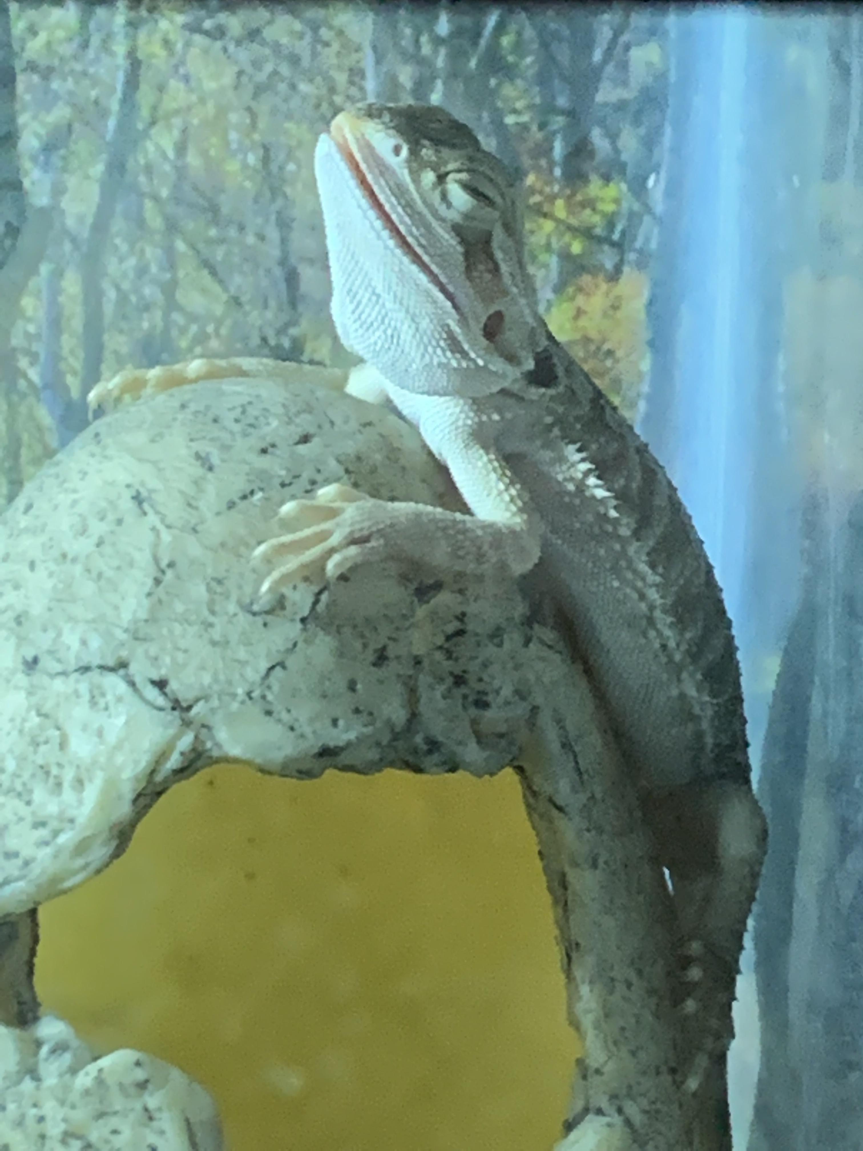 Sleeping with your mouth open... bearded dragons