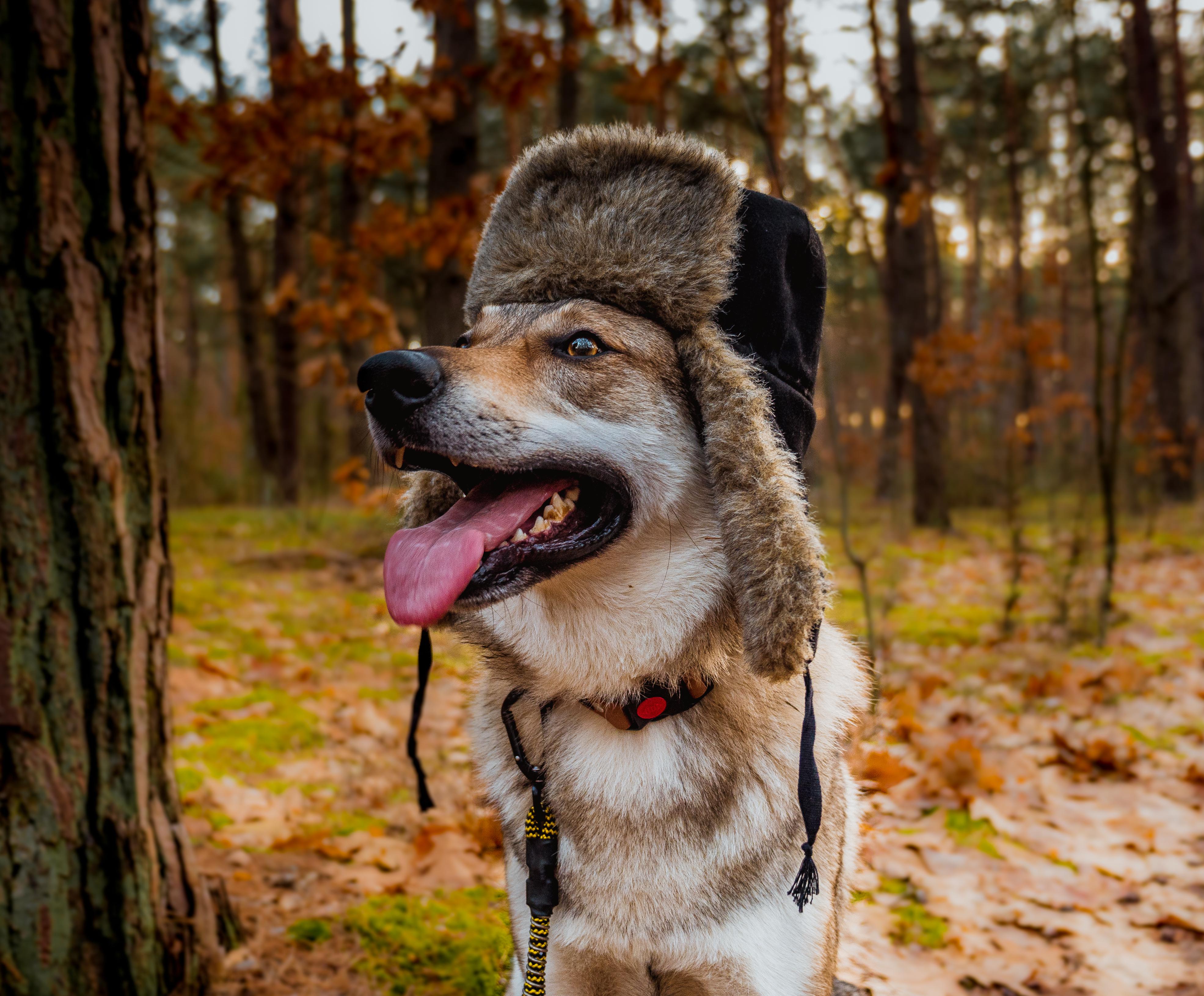 Lumberjack dog is not afraid of any tree r/dogswithjobs