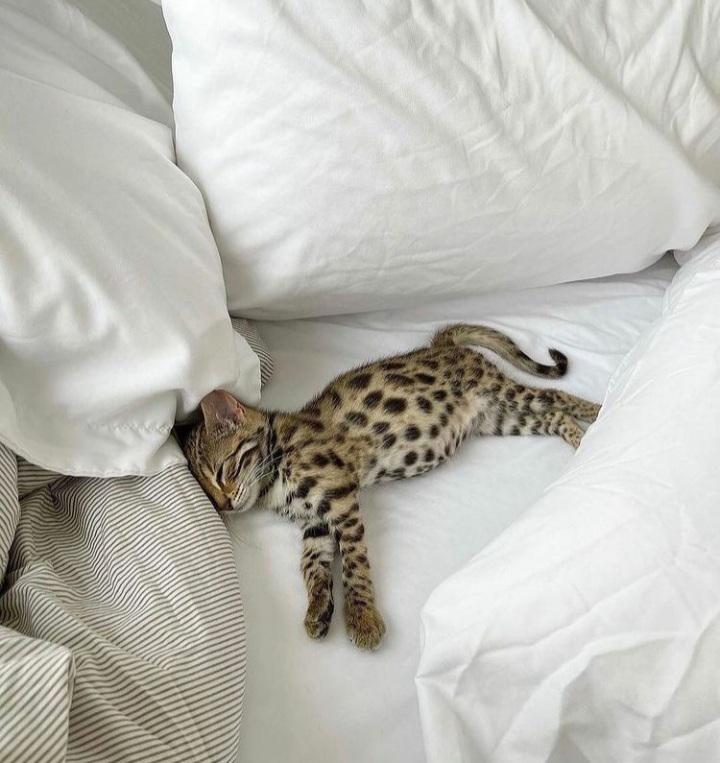 Just a leo in the bed sleeping Eyebleach