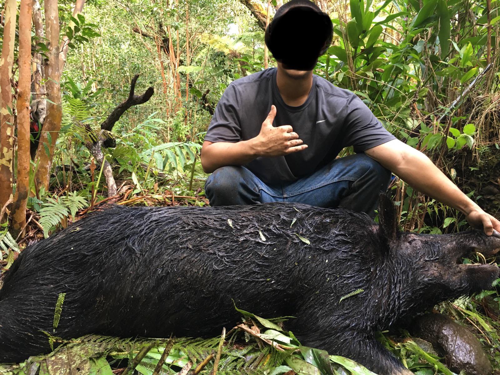 Shot this black alpha wolf last year. First ever in Hawaii! r/Hunting