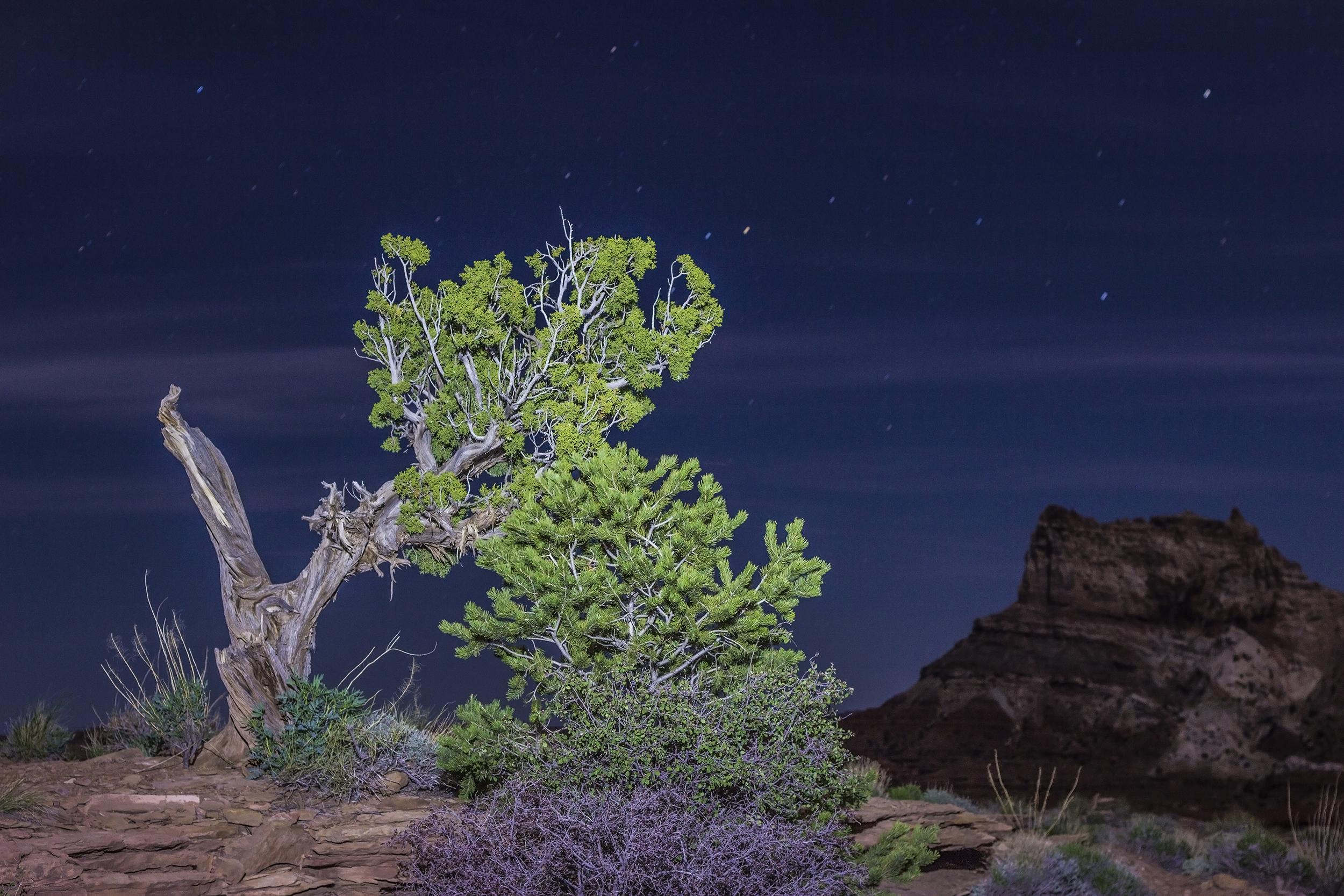 Beaver Dam Mountains Wilderness, Arizona. [OC] [2500x1667] r/EarthPorn