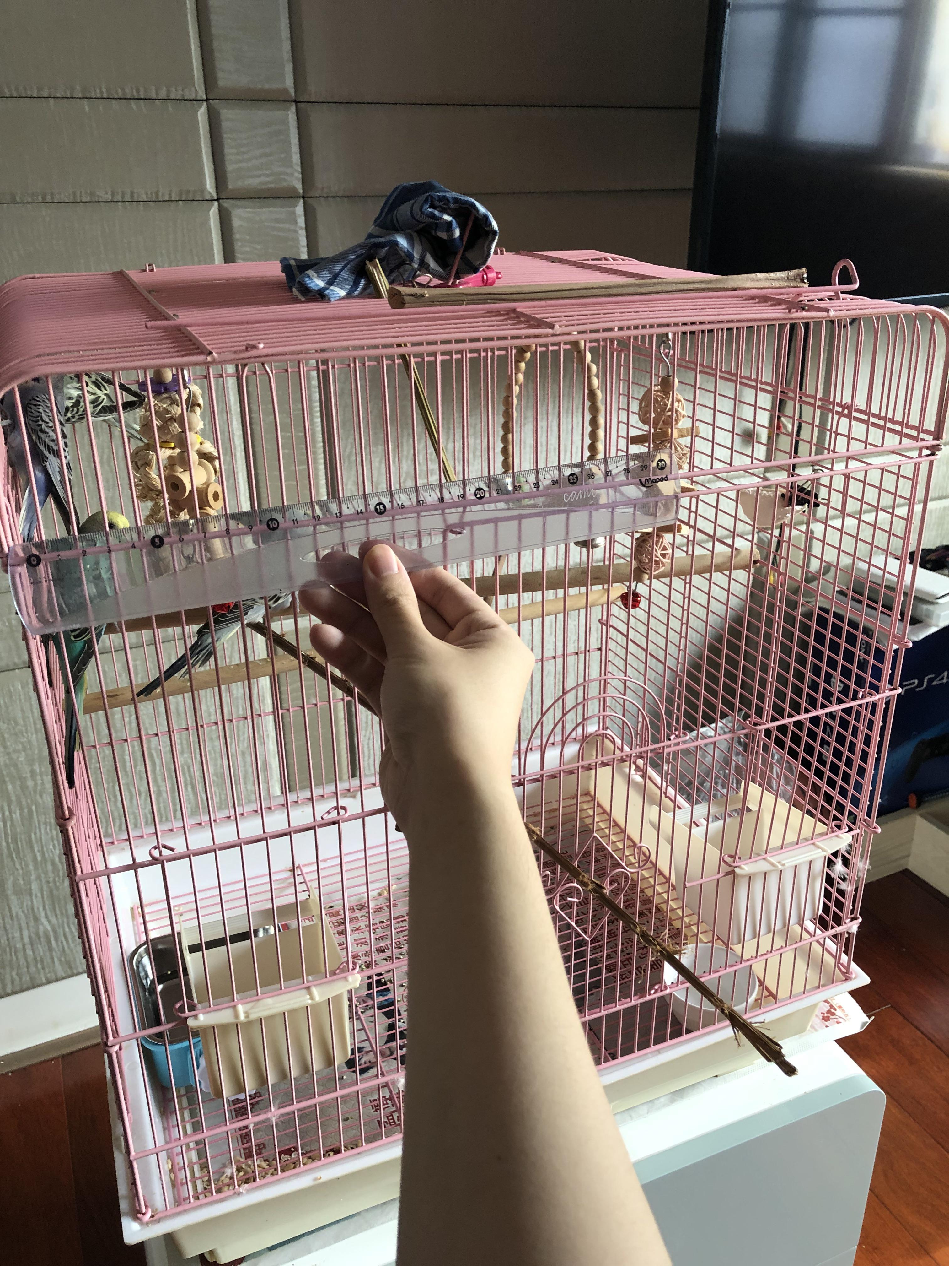 Is my budgie cage too small? r/budgies