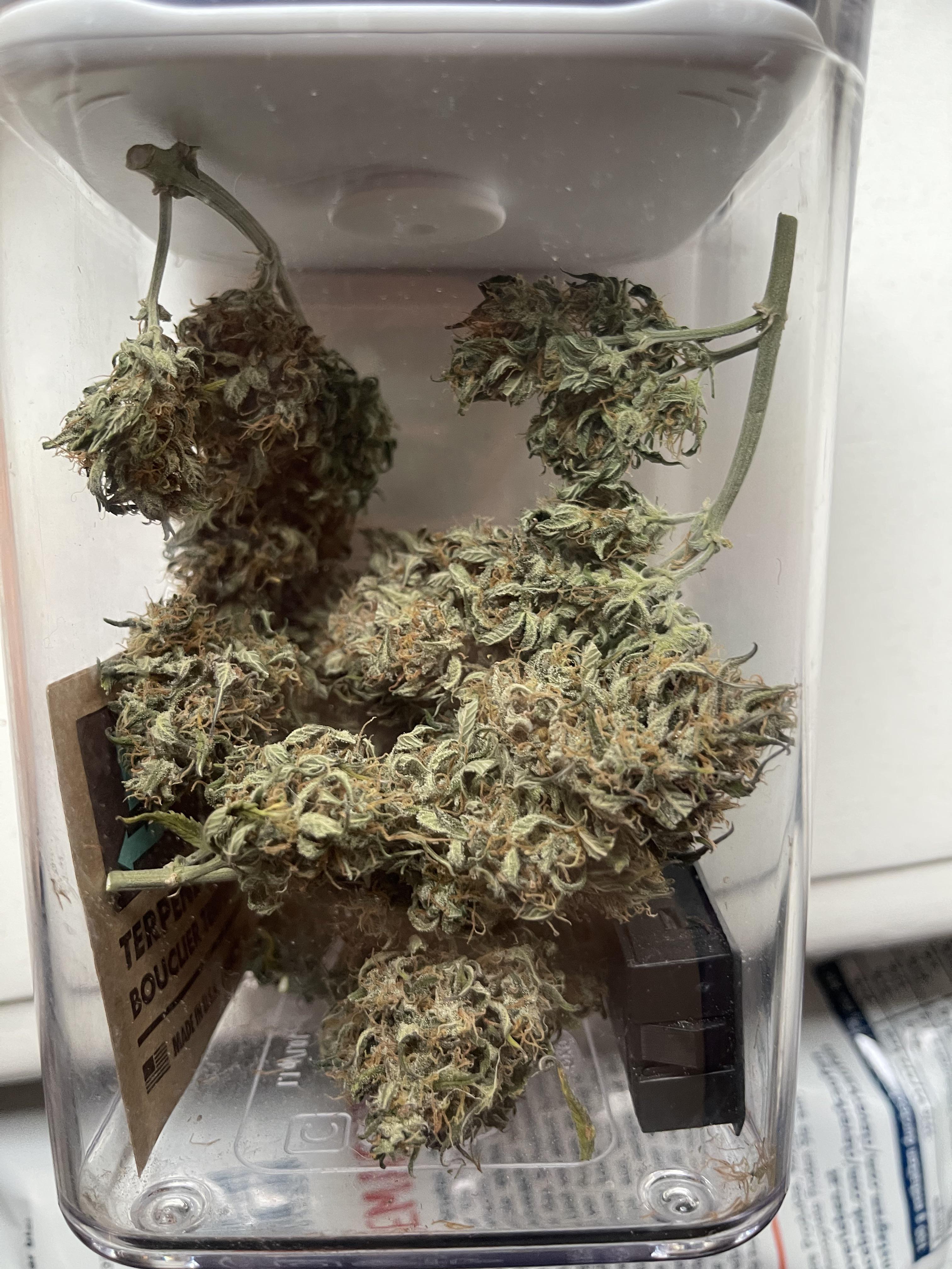 2. grow, does my weed look good or is it too dry? Had the humidity at 50 during the drying