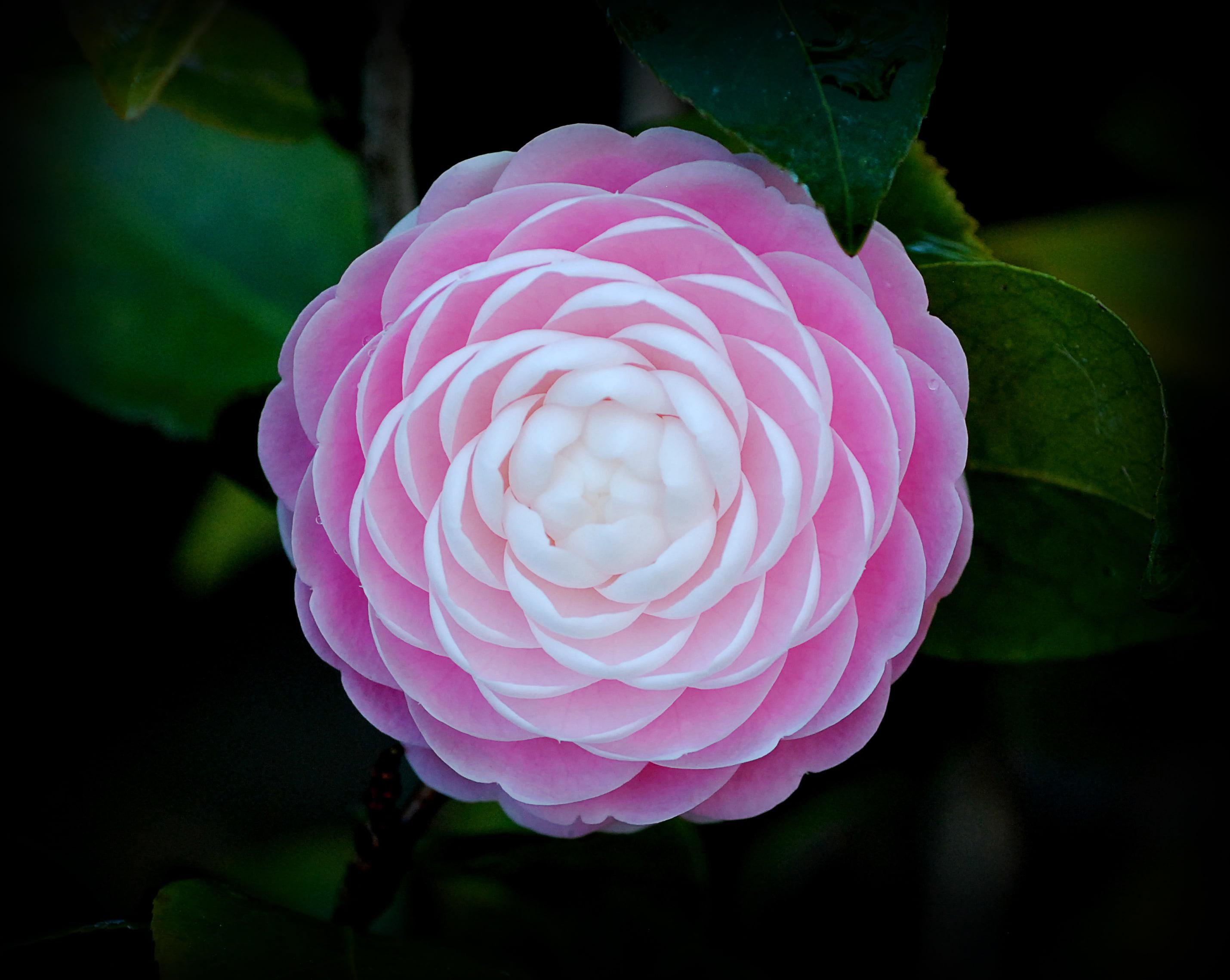 Camellia japonica 'Pink Perfection' r/oddlysatisfying